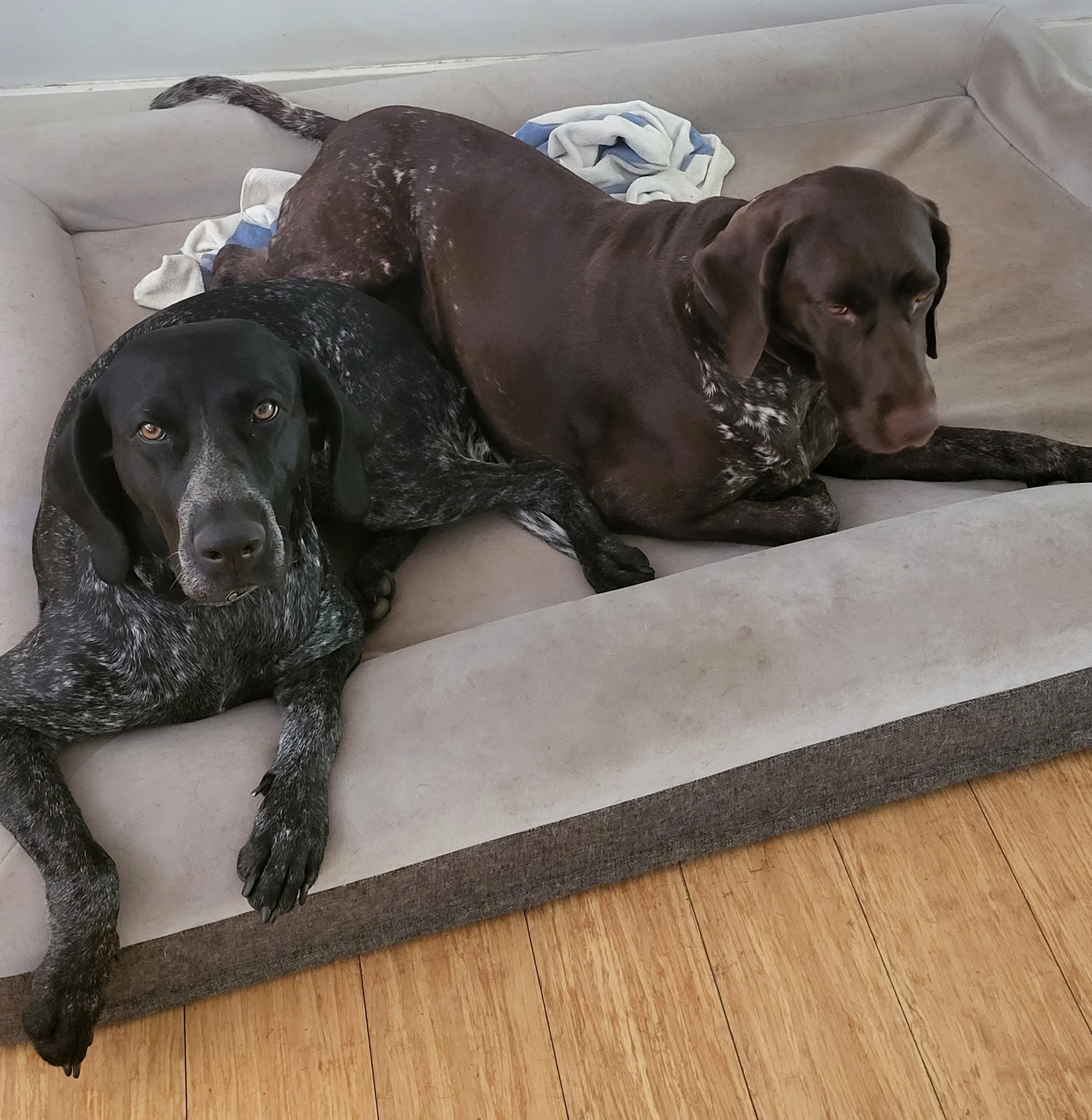 Two dogs relaxing on the couch during an overnight stay ing Terrigal with Sciona’s Dog Care Services