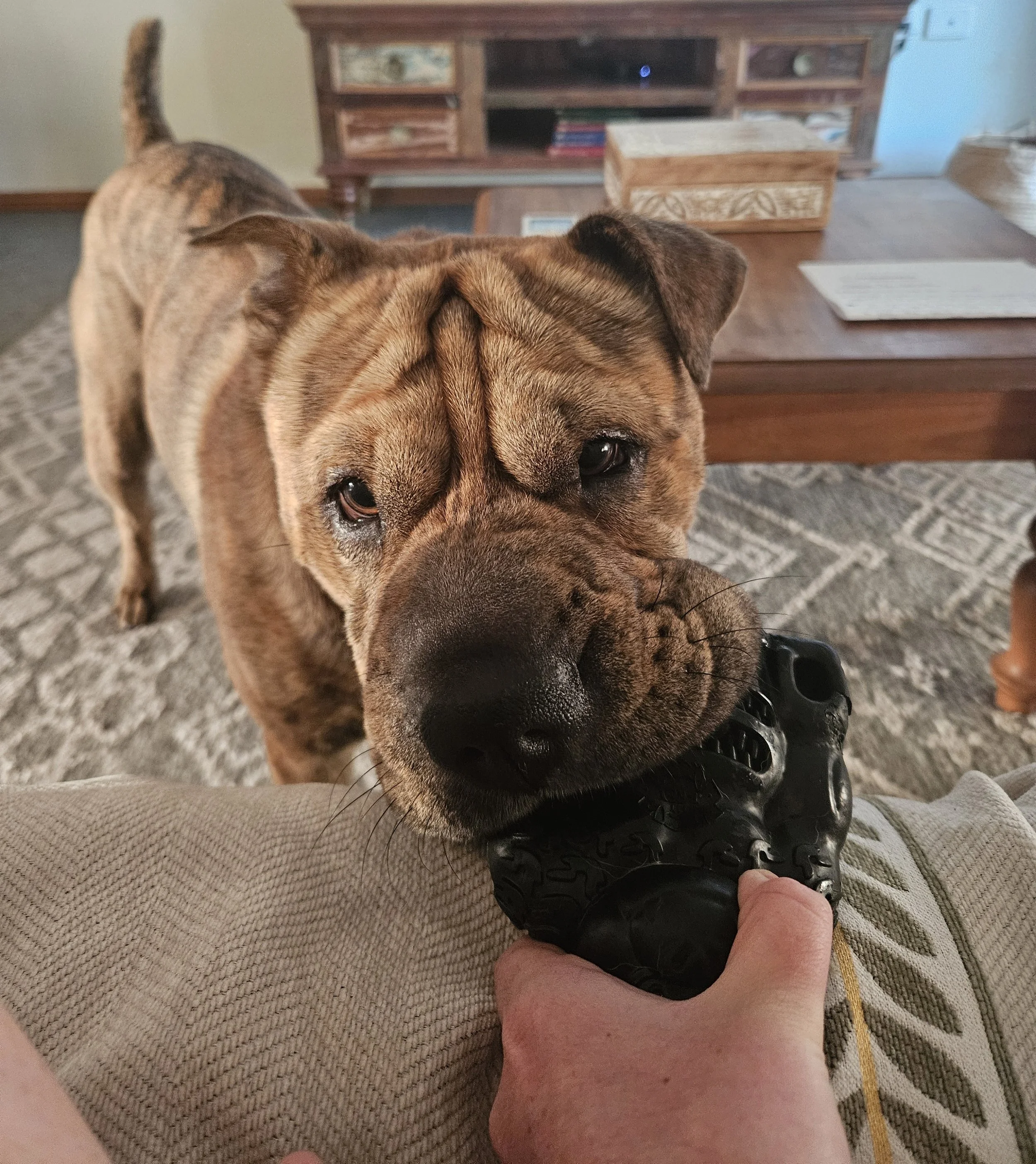 Shar Pei cross bulldog playing tug-of-war indoors with a chew toy, cared for by Sciona’s Dog Care Services overnight stay in Bateau Bay 