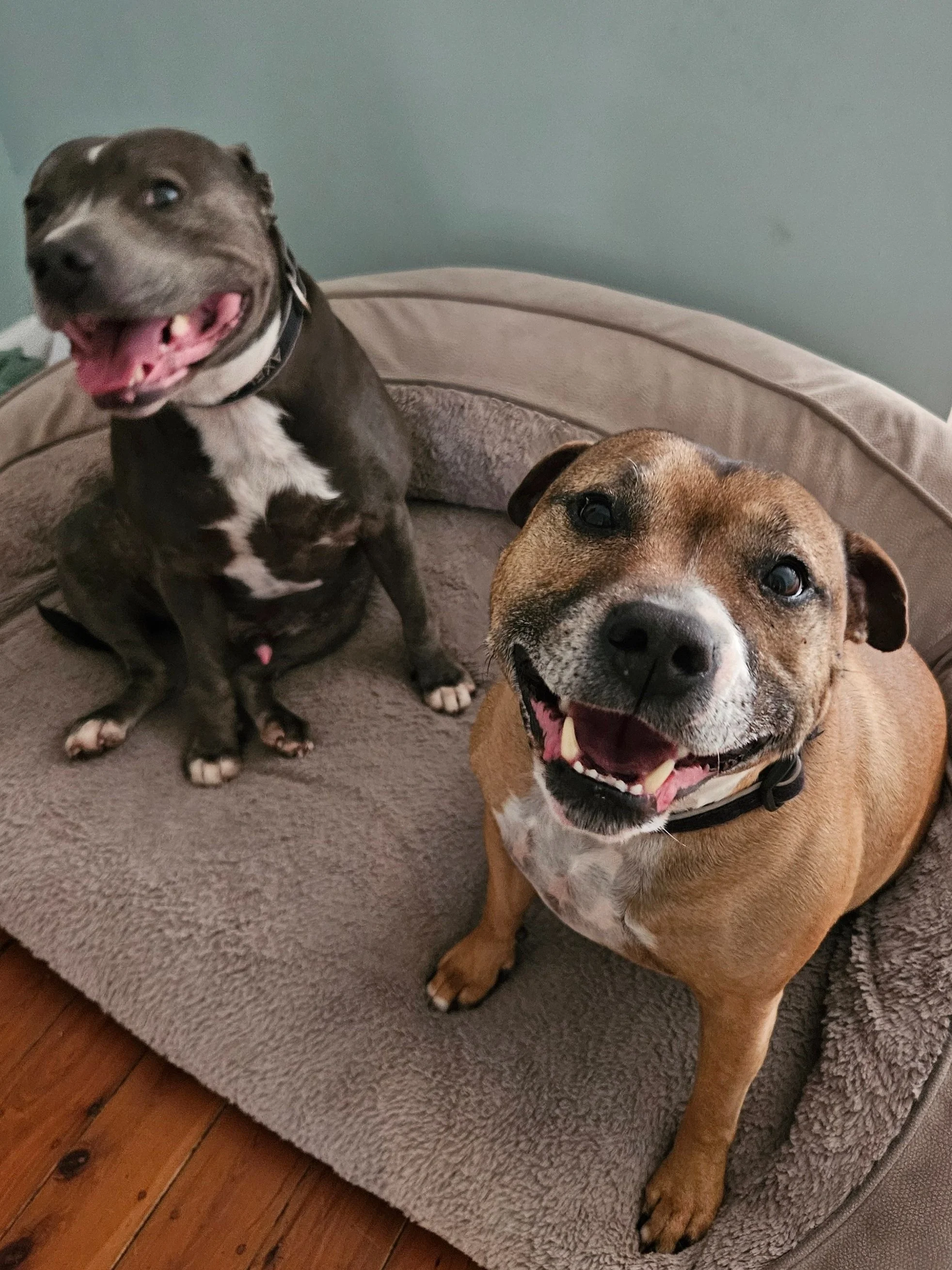 2 dogs sitting in their bed