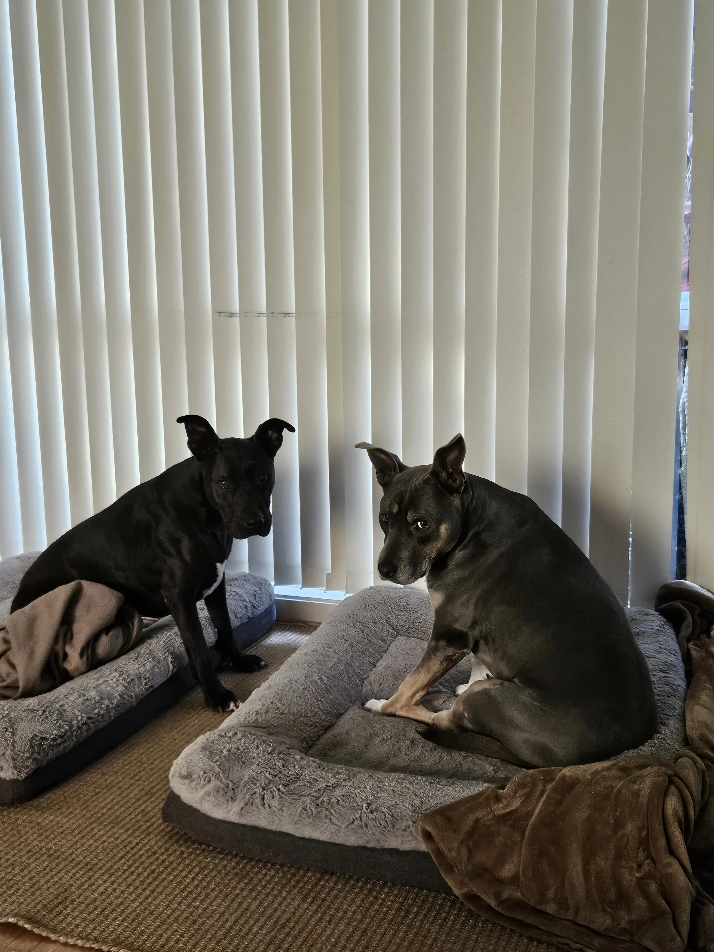 2 dogs sitting in their beds 