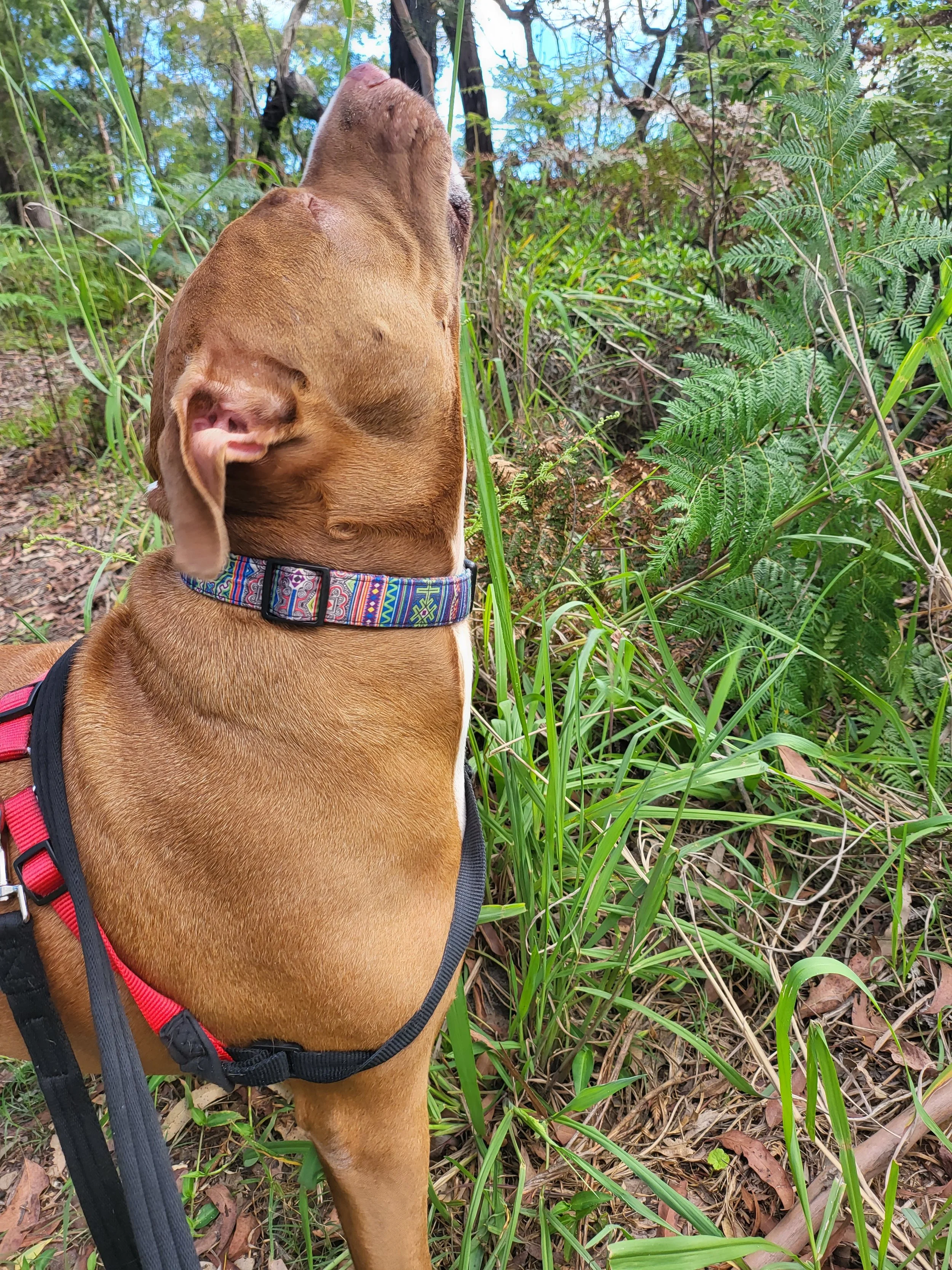 A dog stretching their head to the sky while eating grass