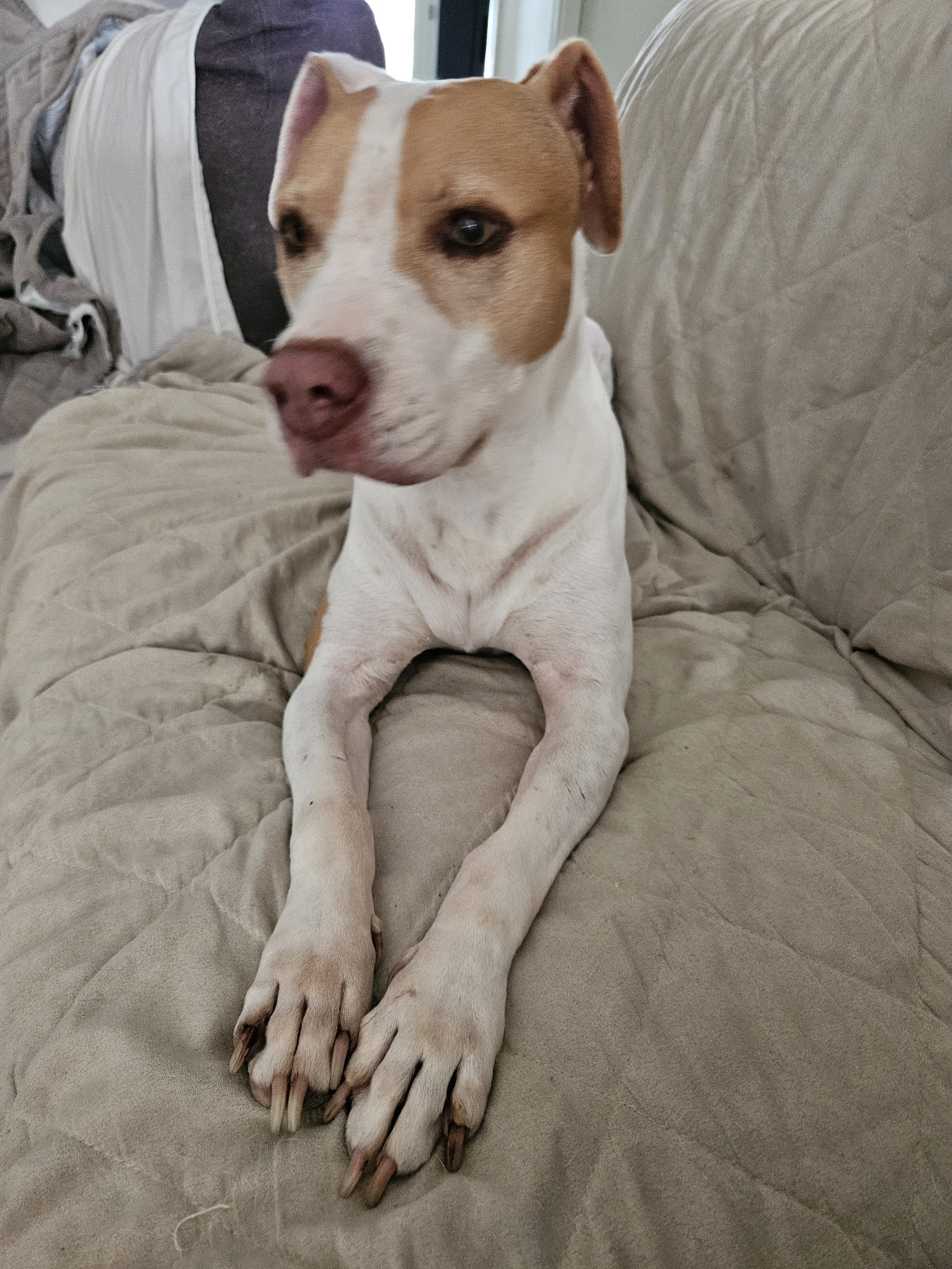 A dog laying on the lounge 