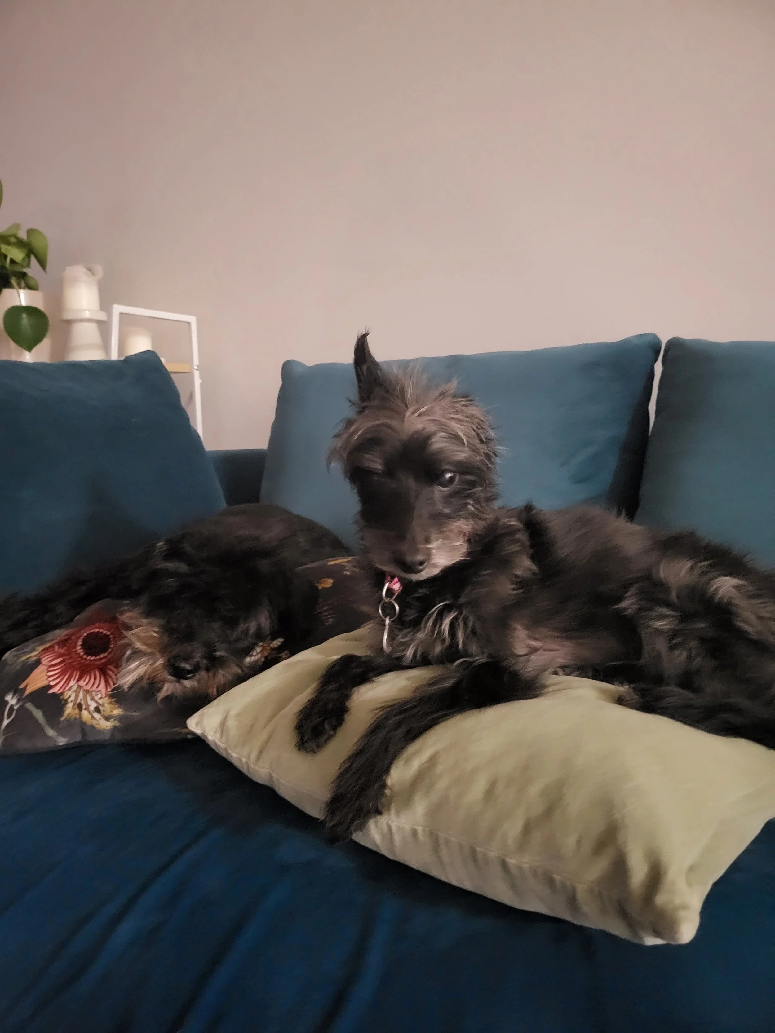 2 small dogs enjoying an overnight stay at Ettalong Beach with SCIONA'S DOG CARE SERVICES