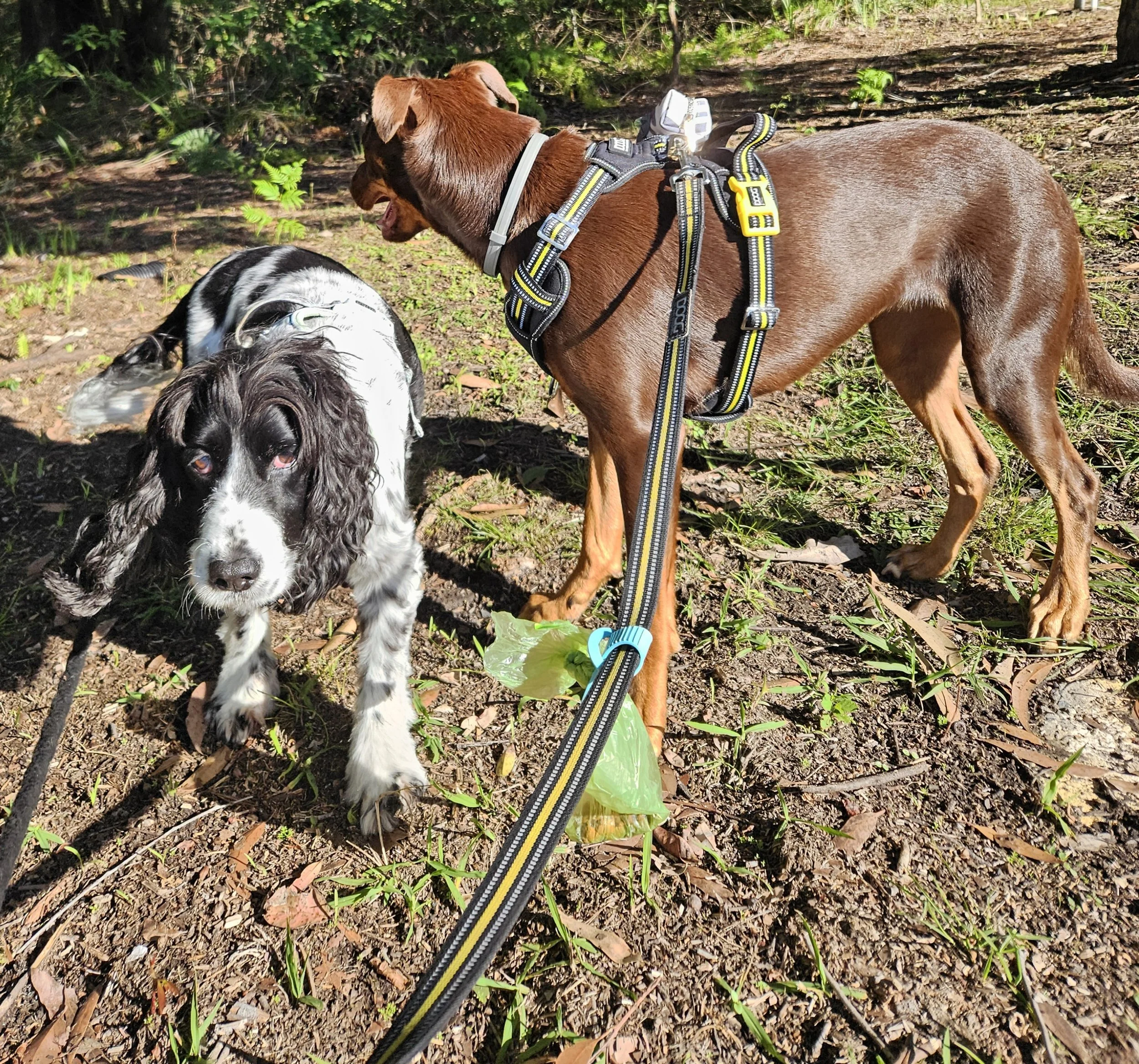 Four happy dogs—three Kelpies and one Cocker Spaniel—on a walk 2024 with Sciona’s Dog Care Services