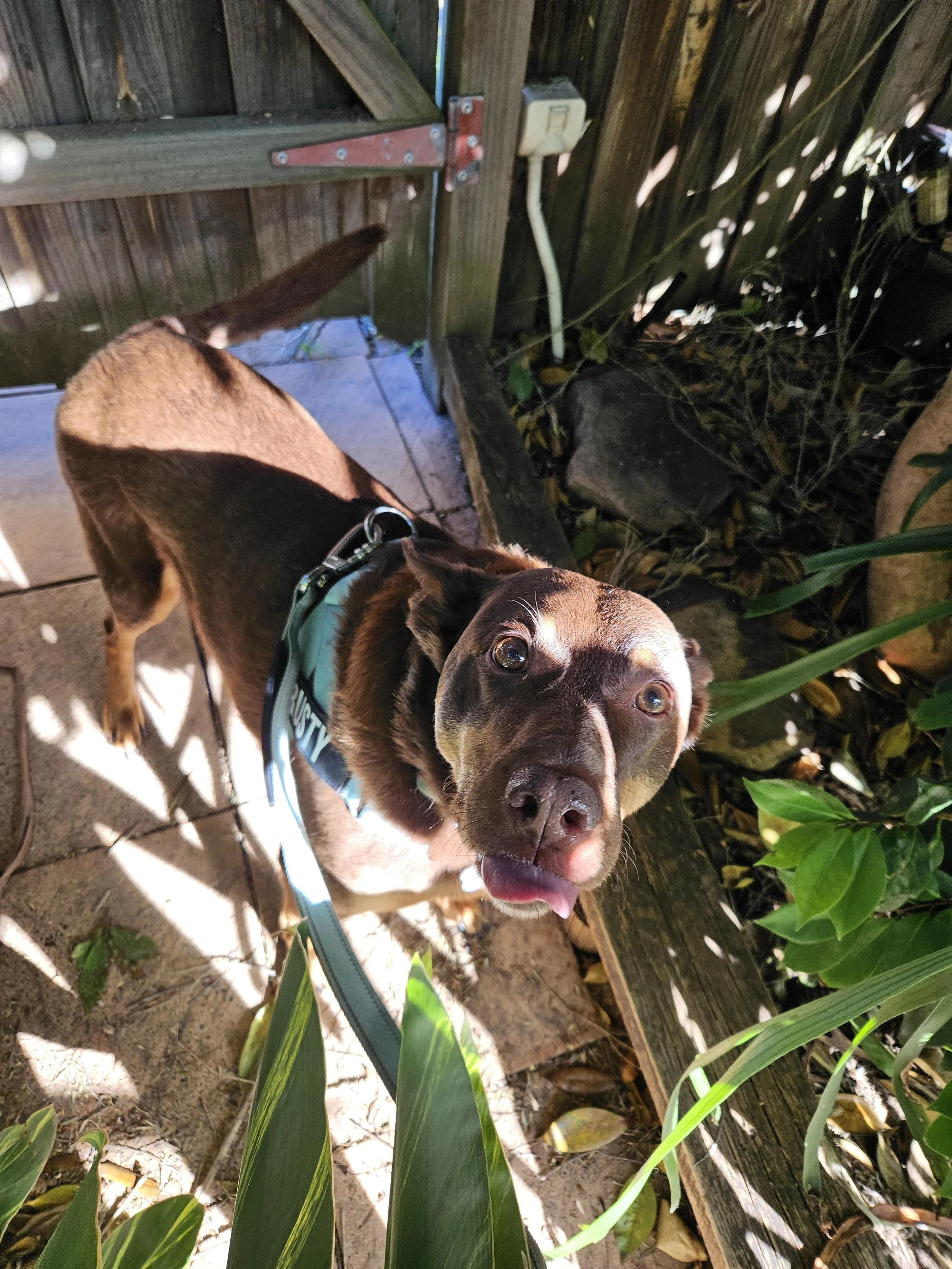 Kelpie sticking their tongue out