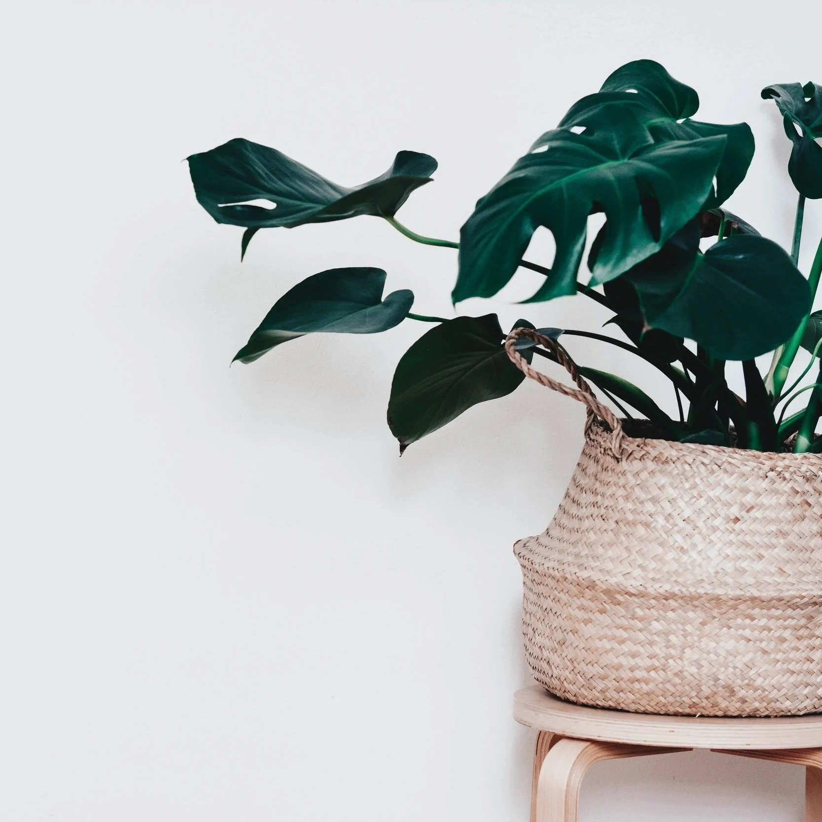 une plante verte posée sur un tabouret et cache pot en osier