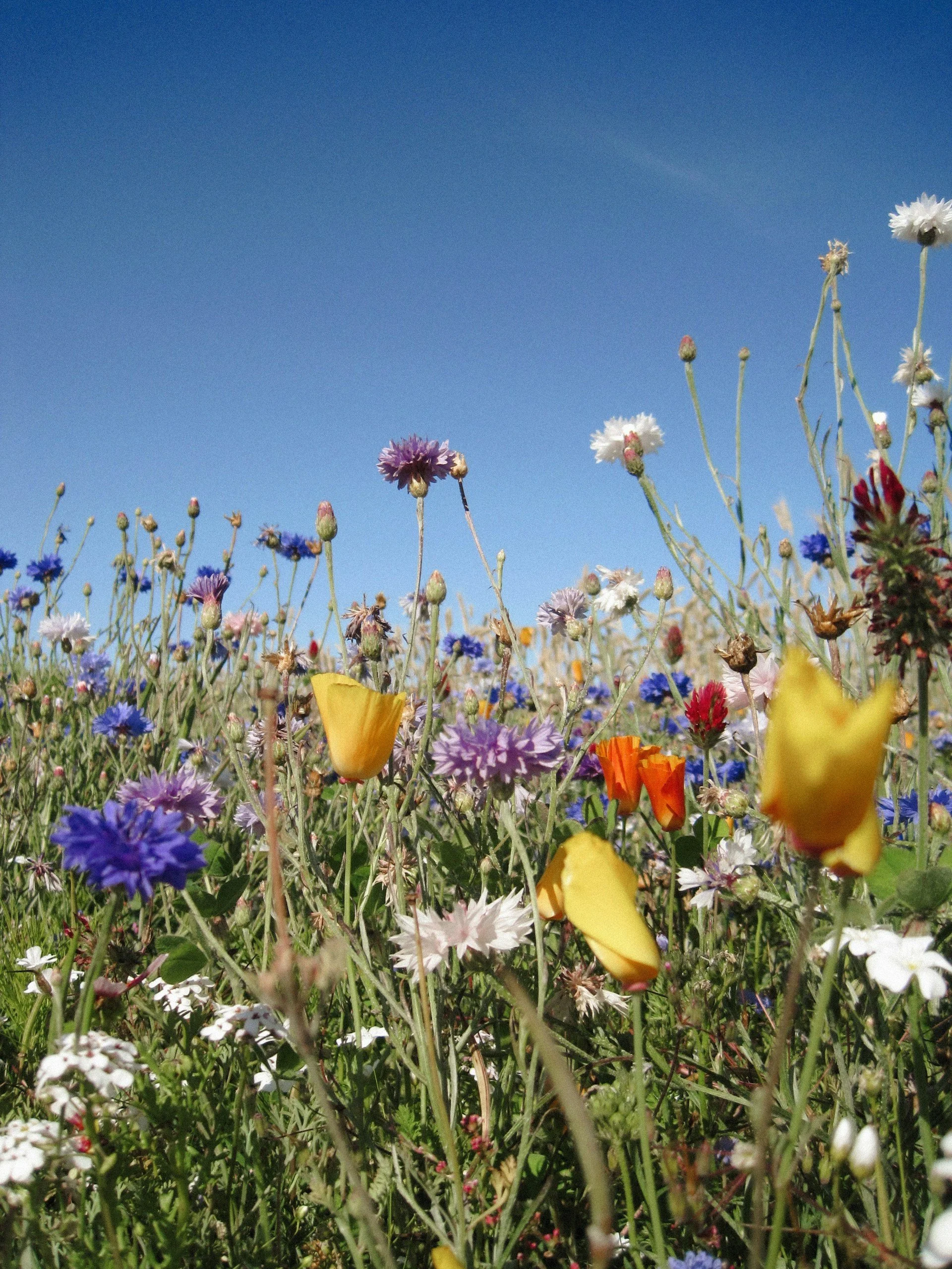 Fleurs sauvages de différentes couleurs symbolisant la diversité, l'équilibre et l'approche holistique de la santé digestive.