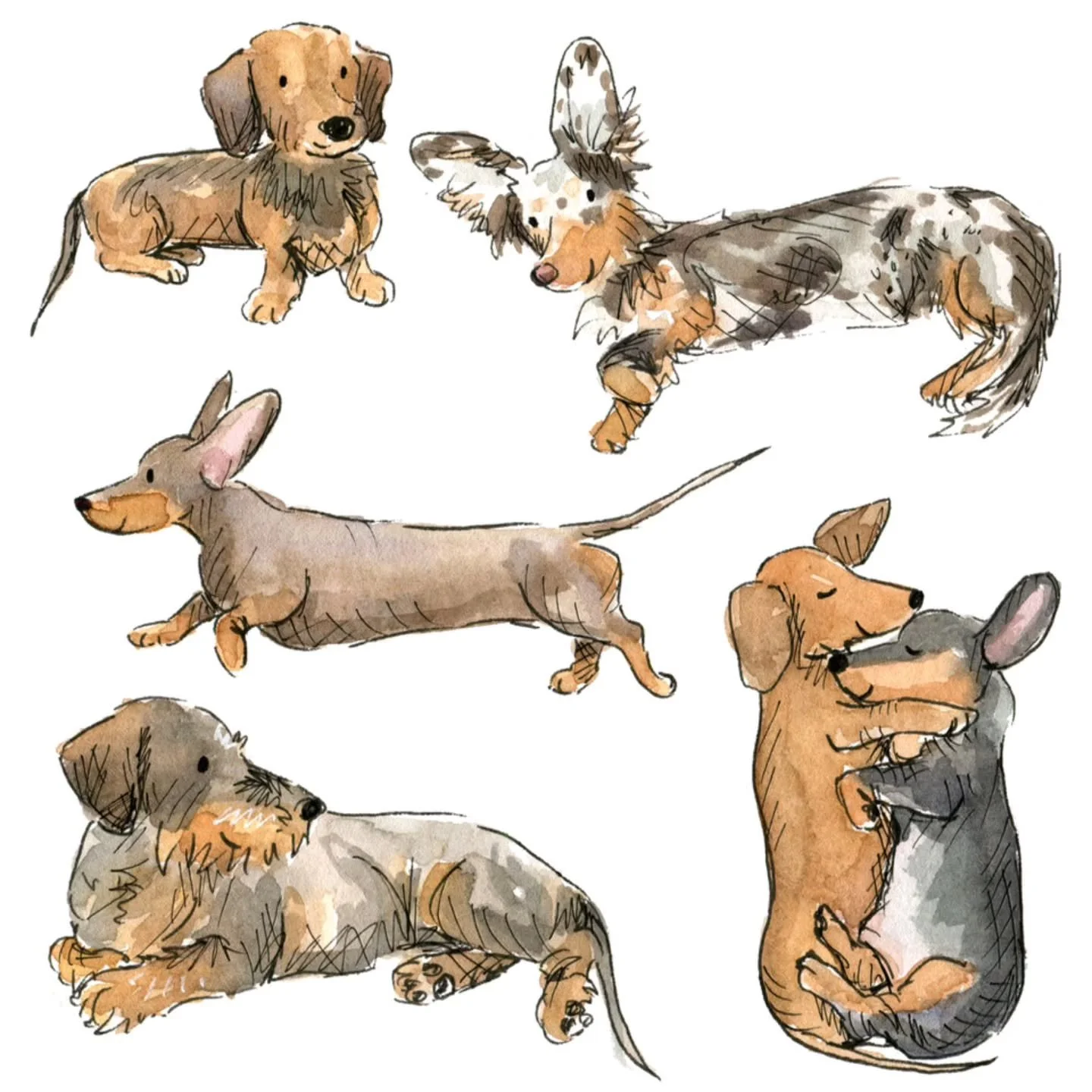 Daxie studies 🤎
#daxielove #dachshundoftheday #sausagedogs #dogmumma #doglover