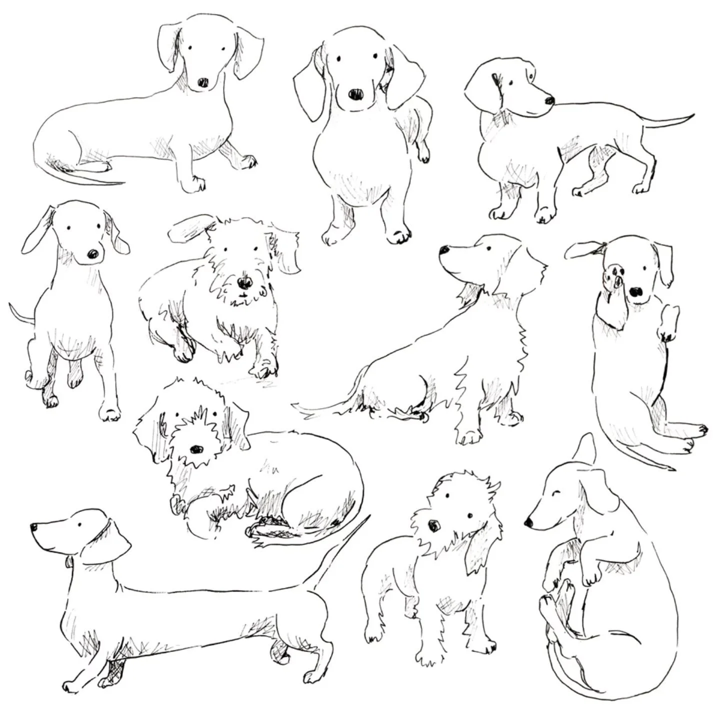 Daxie studies #dachshundoftheday #daxieworld #doxiegram #dogmumma #illustrationoftheday
