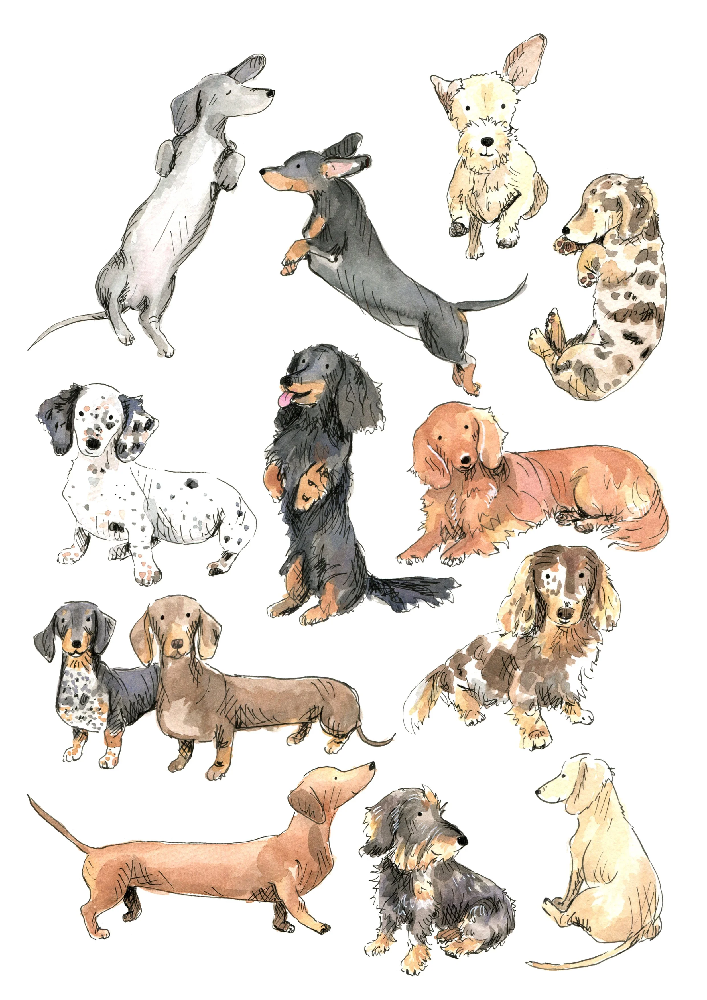 DachshundsA4Print.jpg