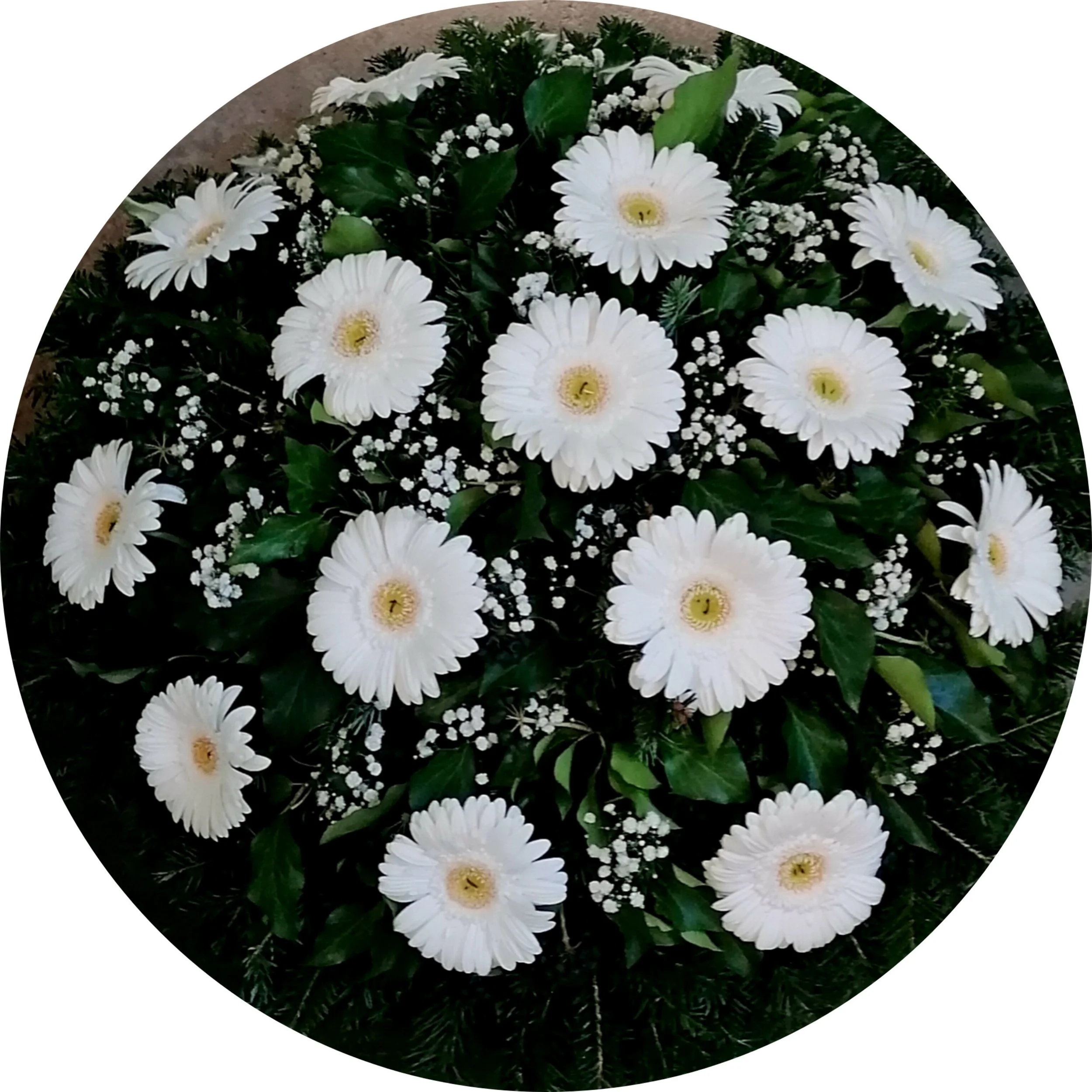 Fehér gerbera, fekvő koszorú