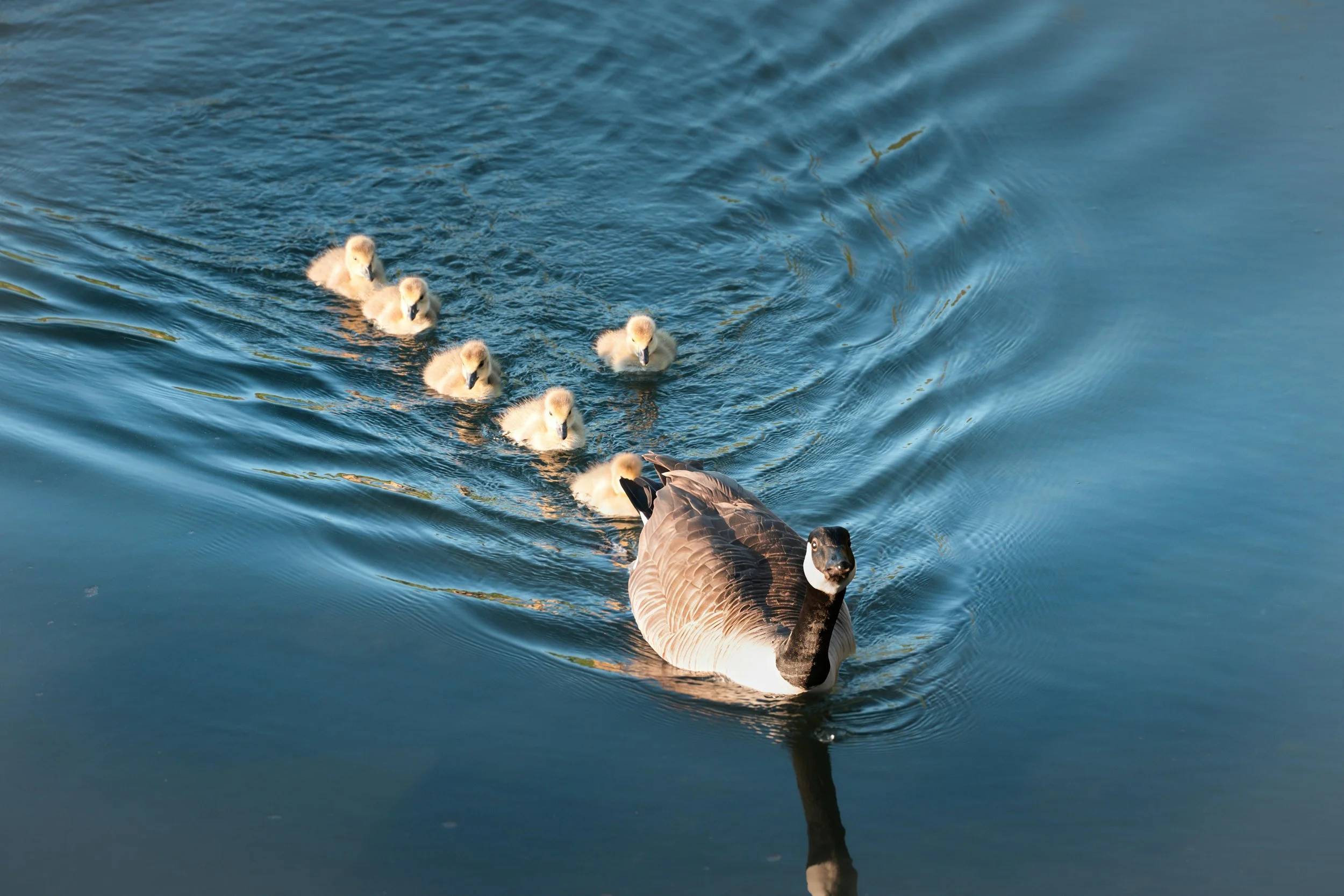 The Dance of Following and Leading in Play Therapy&nbsp;