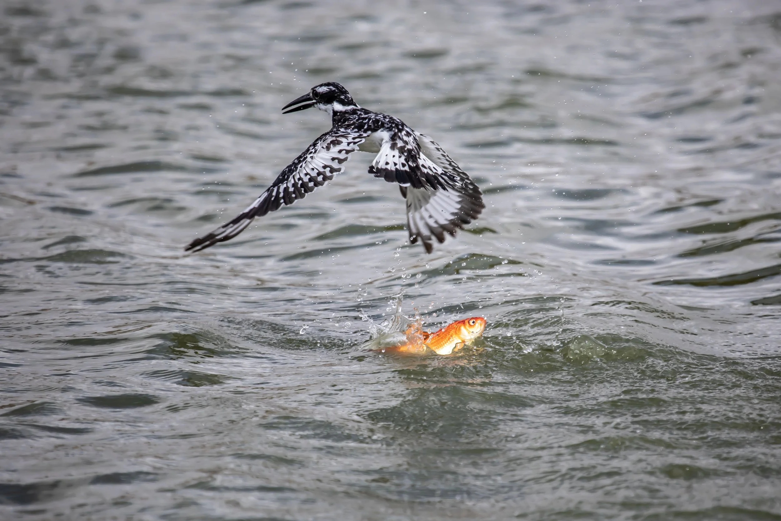 Birds Fly, Fish Swim, and Children Play&nbsp;