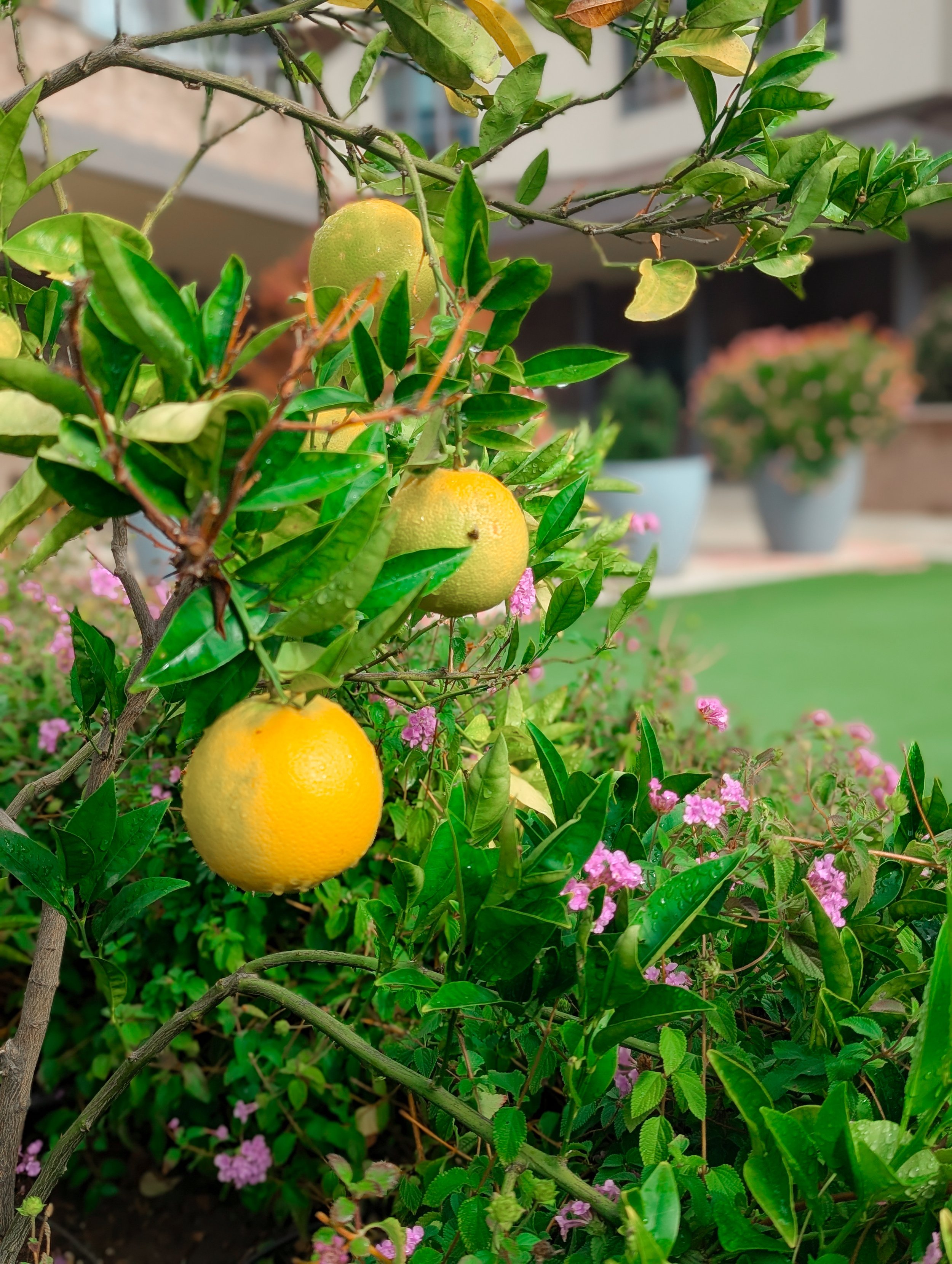 Fruit trees bring a pop of color and a sense of vitality to the courtyard landscape.