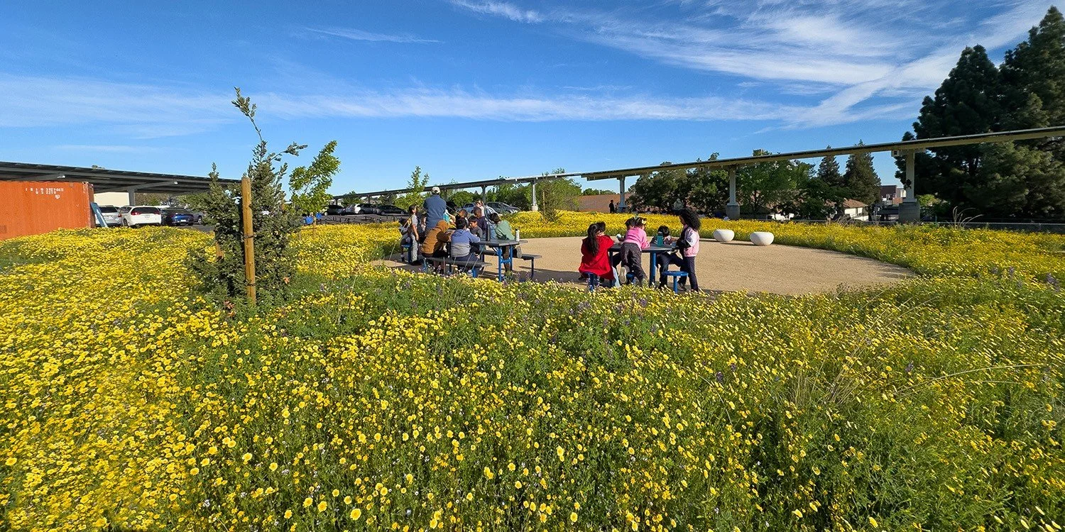 Featuring native grasses and annuals that appear in the surrounding foothills, the outdoor learning area allows students to explore a natural landscape system during the school day.
