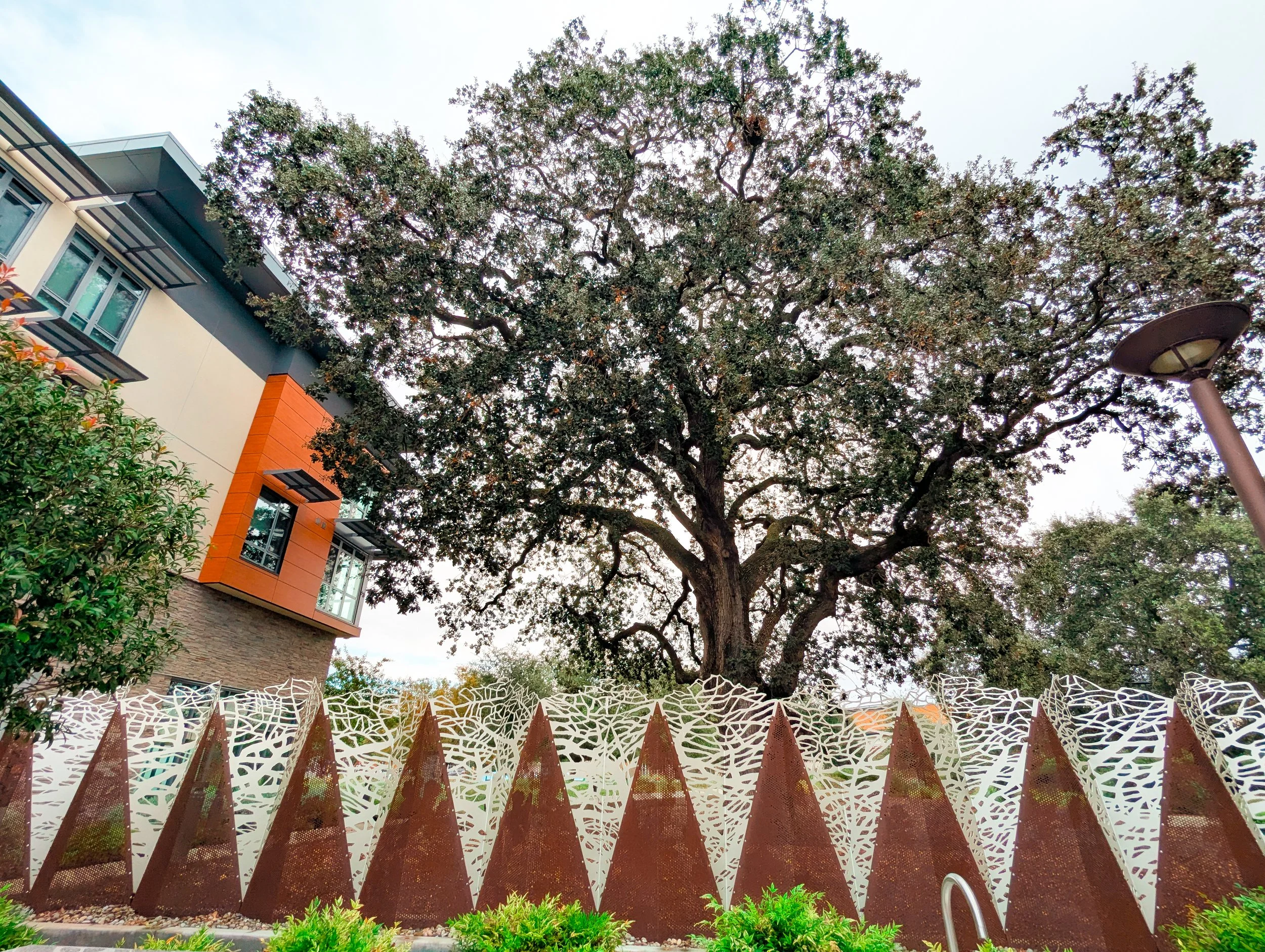 Decorative fencing quotes the shapes and textures of the adjacent oak tree and the distant peaks of Mount Diablo seen from the property.