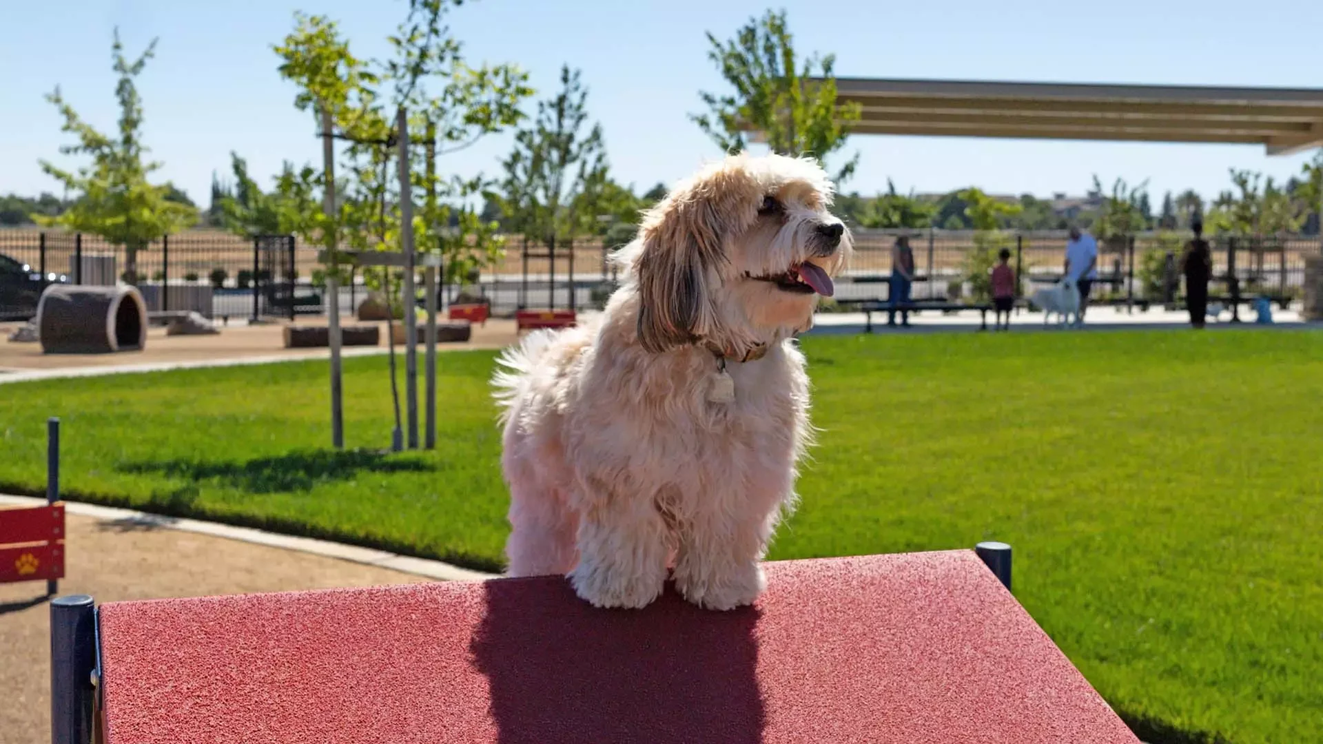 Ellis-website_Dog-on-ramp.webp