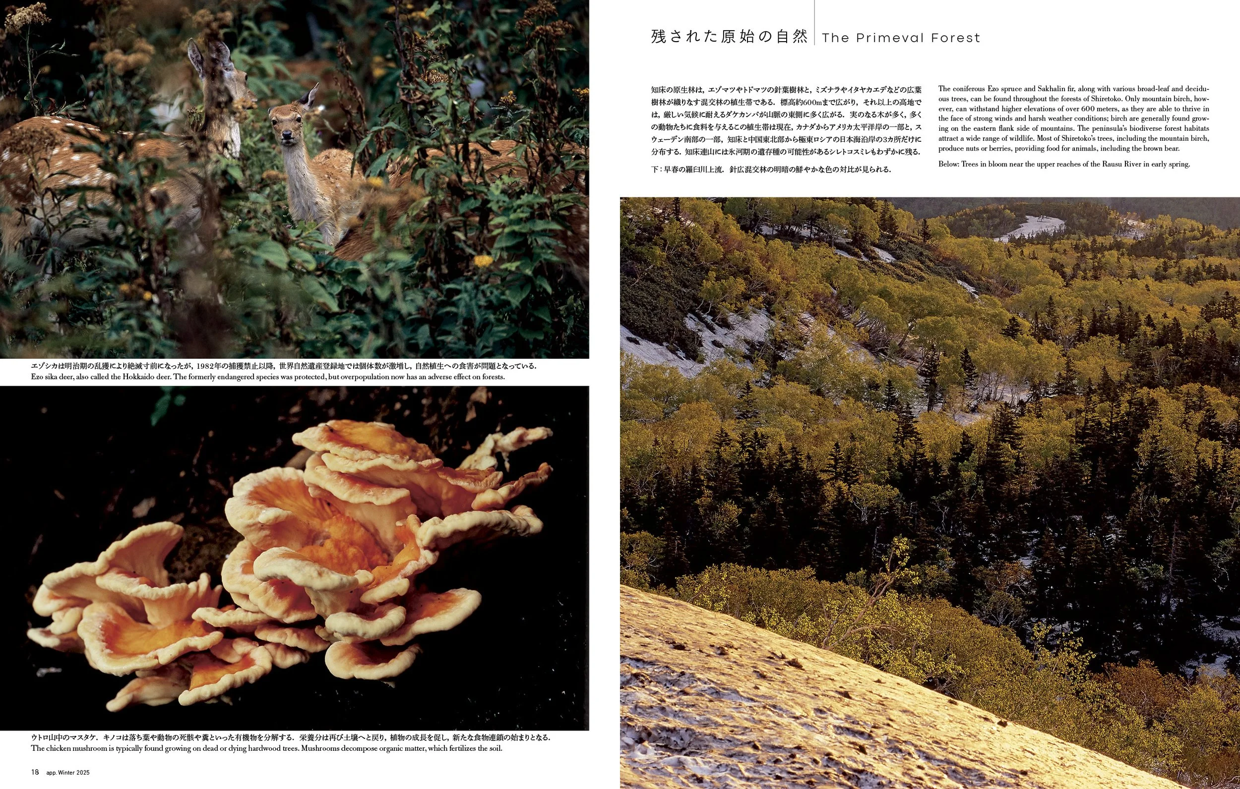 100+++A  33+osa 特集2025winter_J_1106++6.jpg