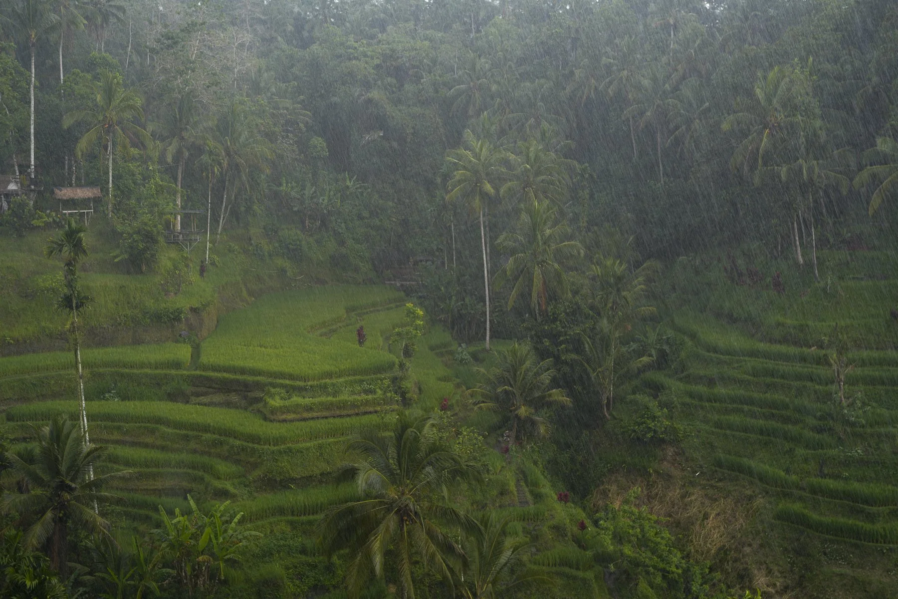 ubud-9.jpg