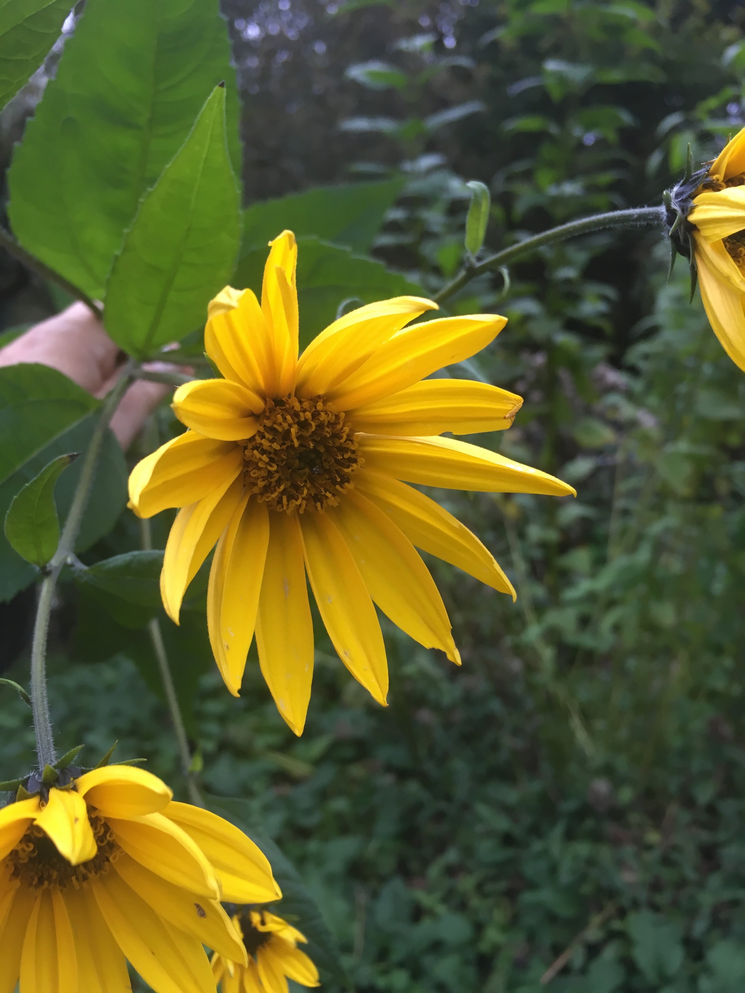 yellow flowers.jpeg
