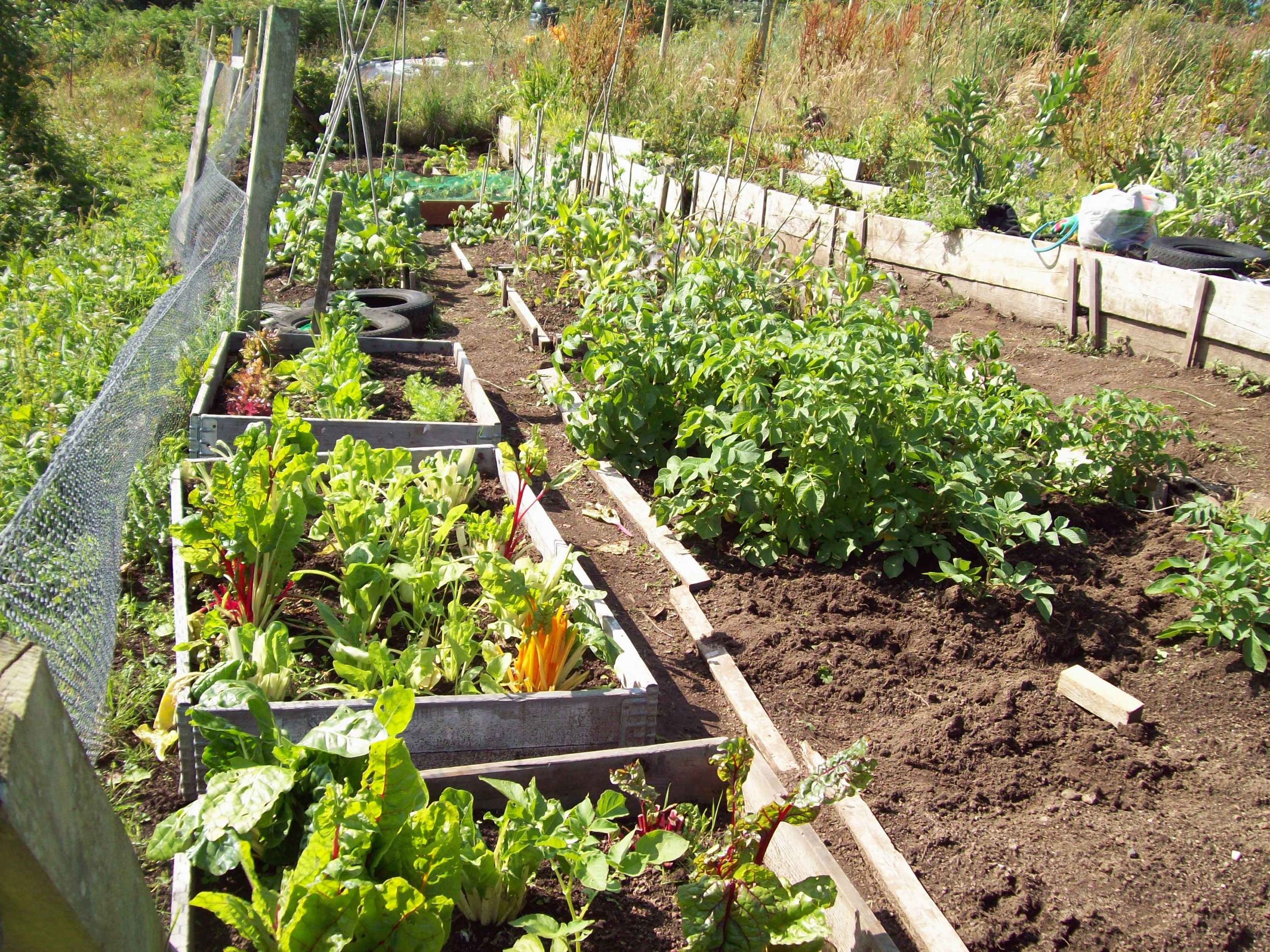 CCF veg garden.jpeg