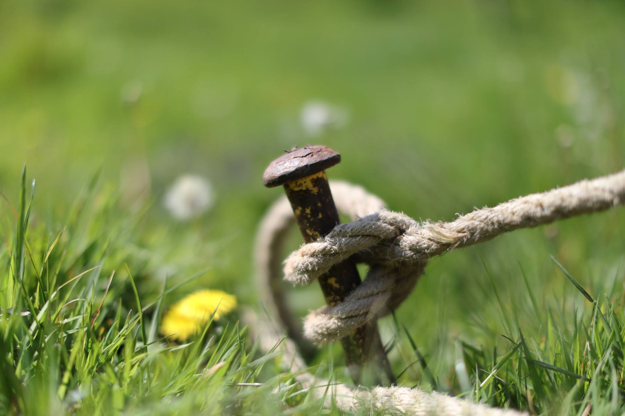 tent peg.jpeg