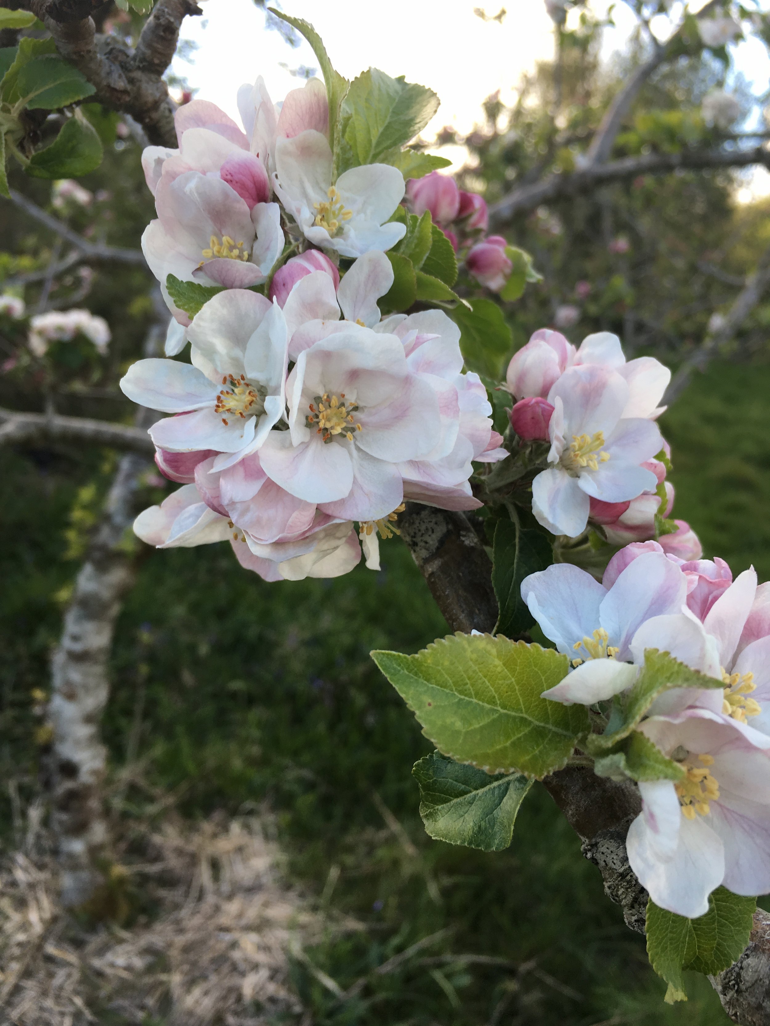 apple blossom.jpeg