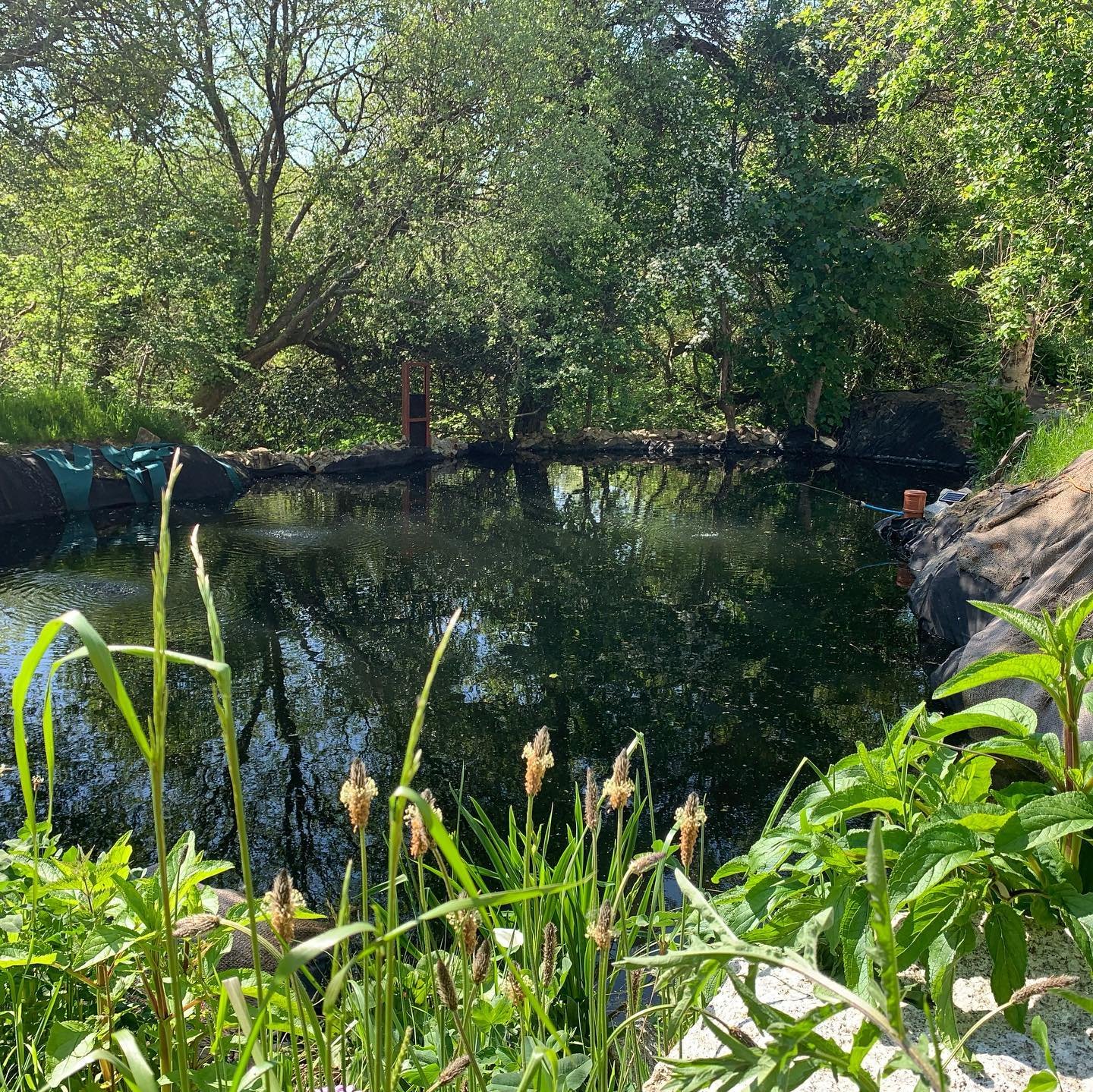 Pond.jpeg
