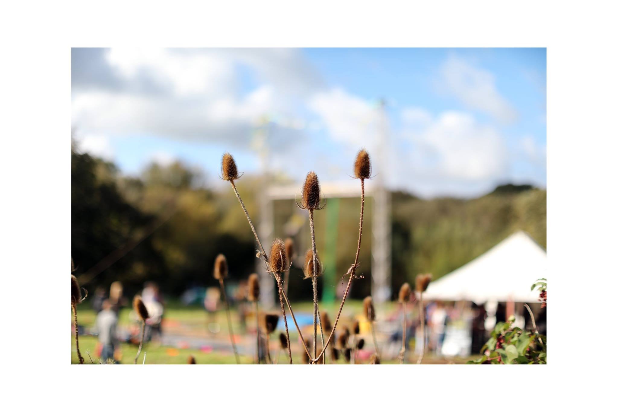 Teasels.jpeg
