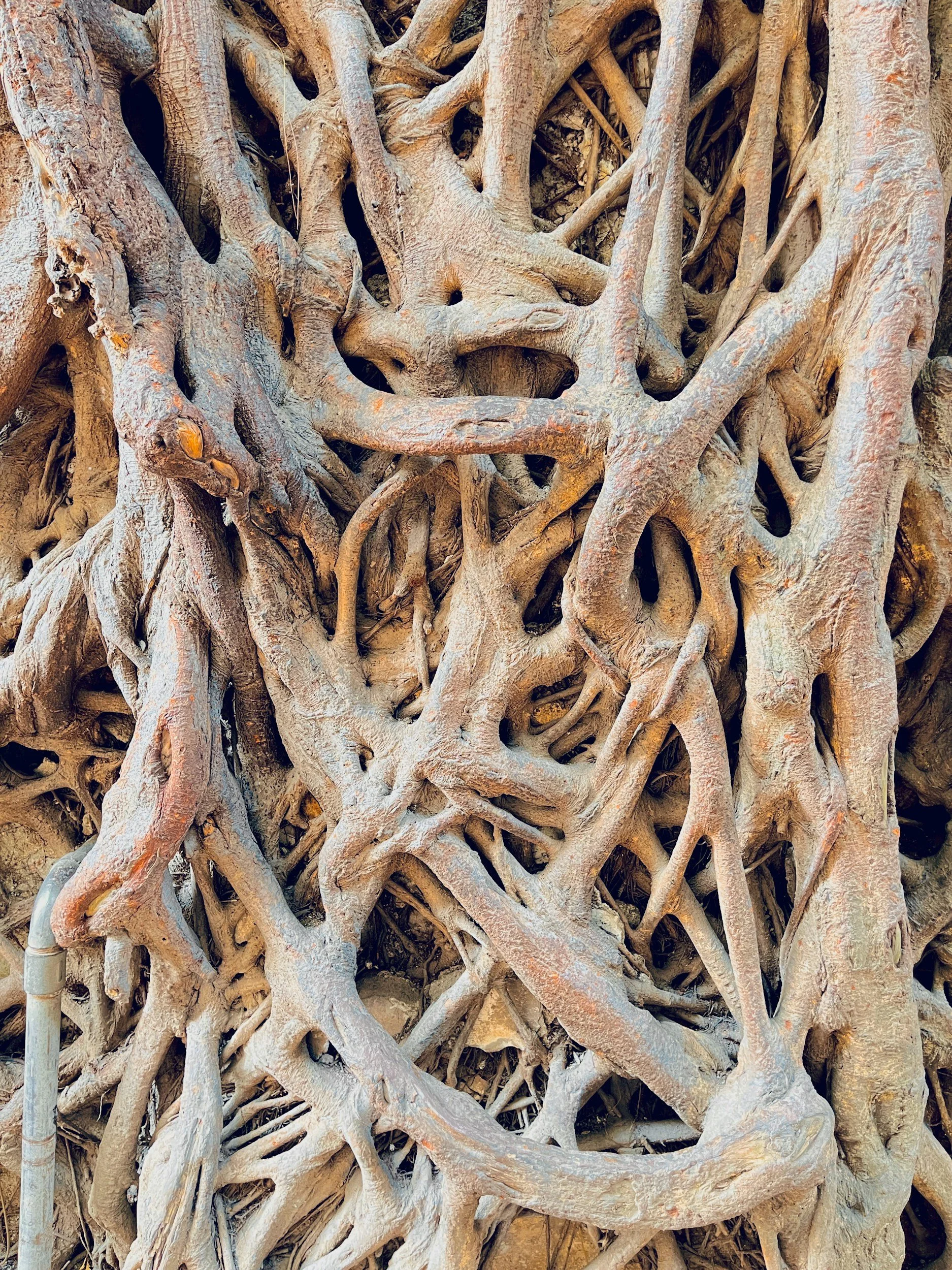 Close-up of a dense, tangled mass of tree roots with rough, textured bark.