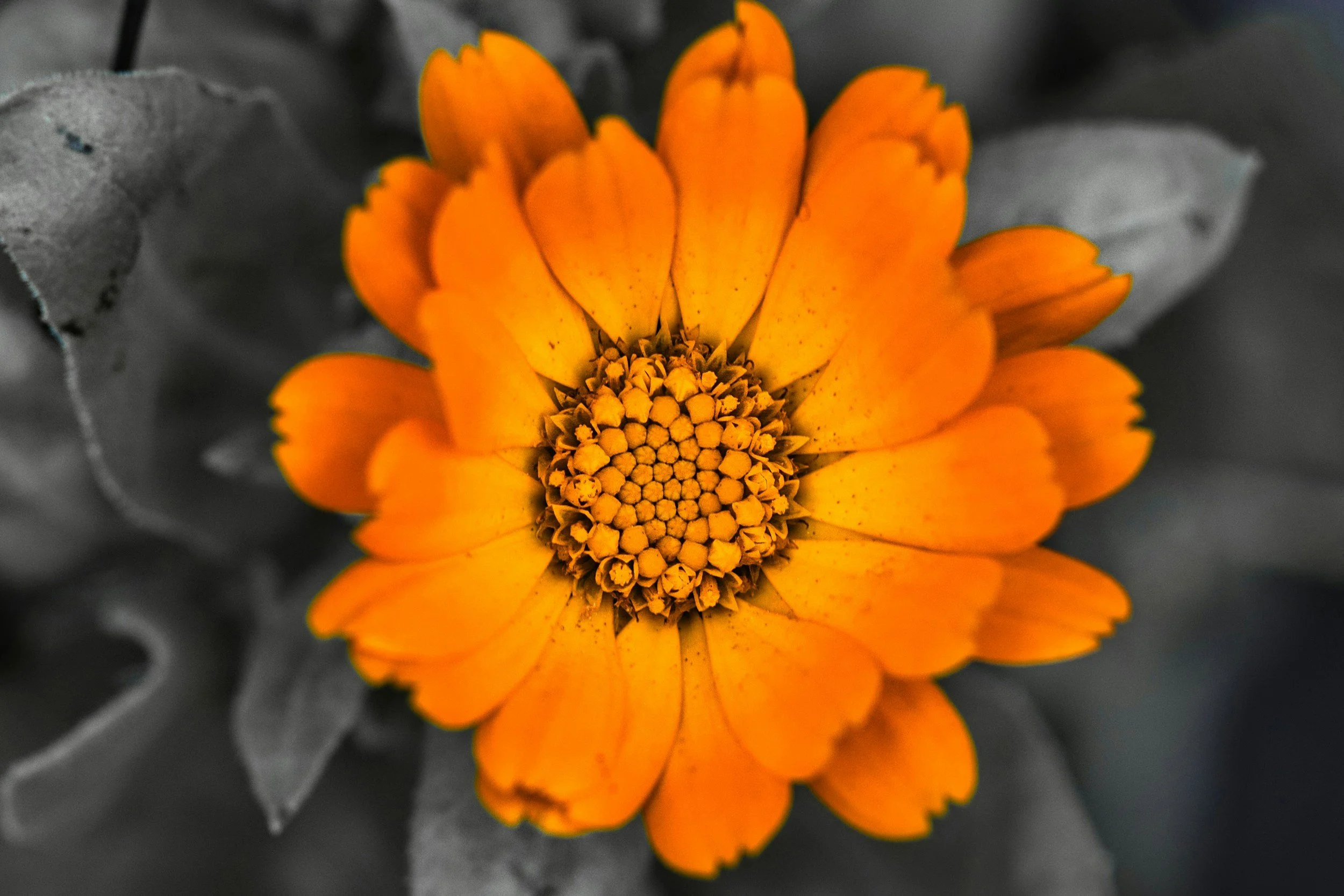 Close-up of a vibrant orange flower with a yellow center, surrounded by desaturated leaves.