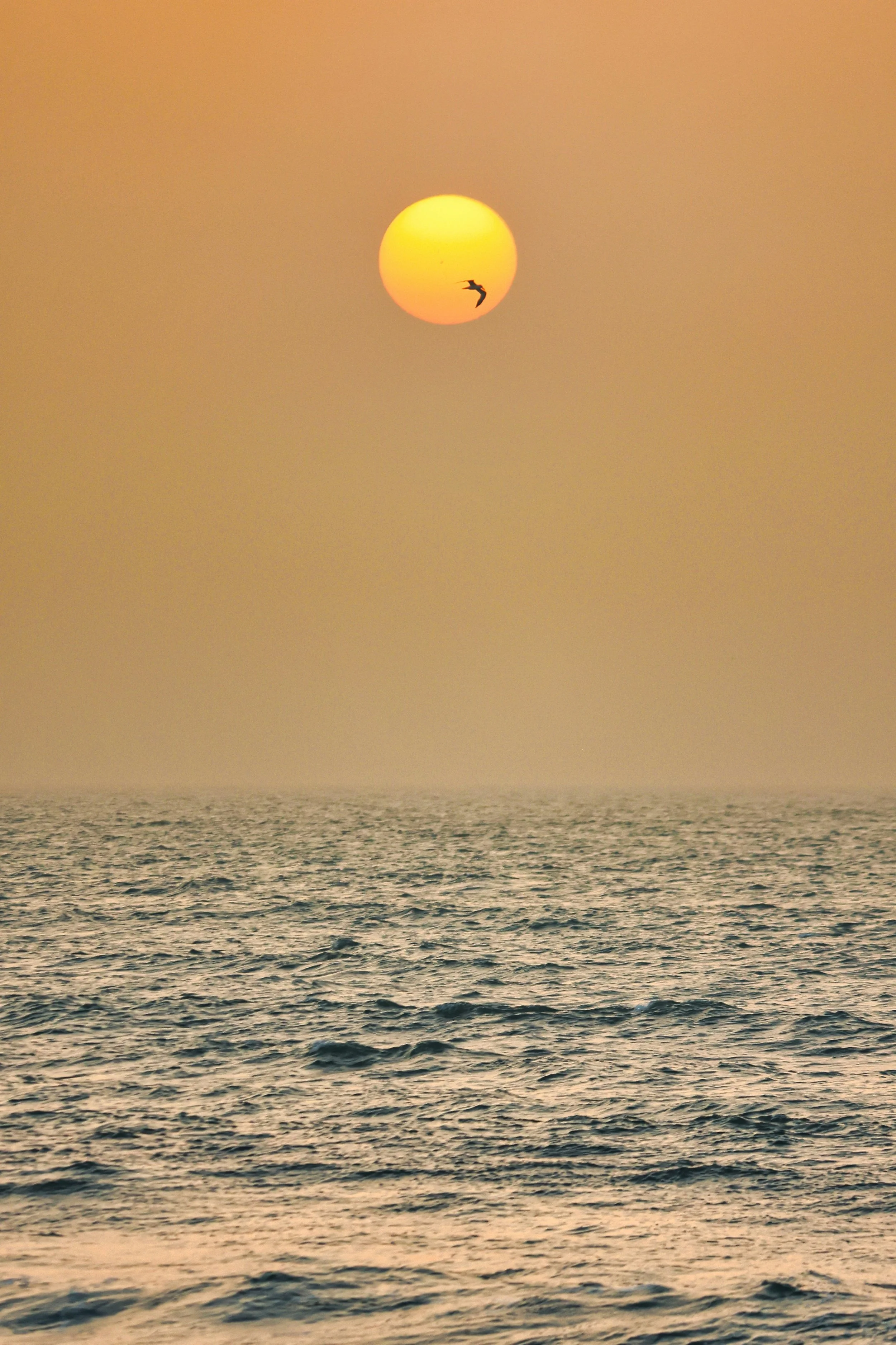 A sunset over the ocean with the sun visible in the sky and a bird flying near it.