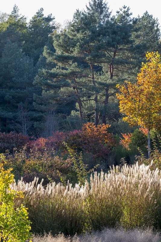 Couleurs d'automne dans les Jardins Sothys avec un jeu de strates végétales, des miscanthus eu premier plan, puis des arbustes aux feuillages colorées et enfin la forêt en arrière plan, avec ses pins et ses chênes.