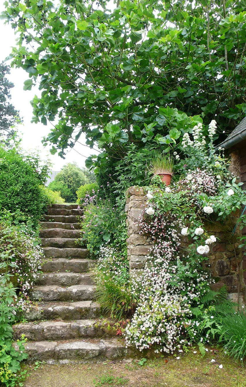 Jardin à la campagne en Bretagne, avec un escalier en pierre, un mur en pierre entouré de plantes vagabondes, d'un rosier blanc, d'érigérons et de valérianes, des luzules, et un figuier en arrière-plan.