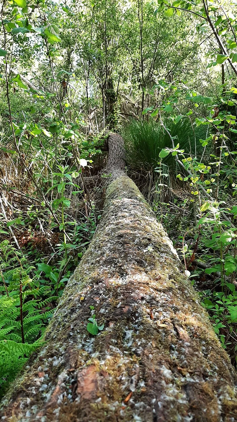 Zone humide naturelle et zone de biodiversité au Jardin Callarec (3 hectares) à Troguéry. Espace préservé avec terrain inondable, flore sauvage et gestion écologique par architecte-paysagiste (22).