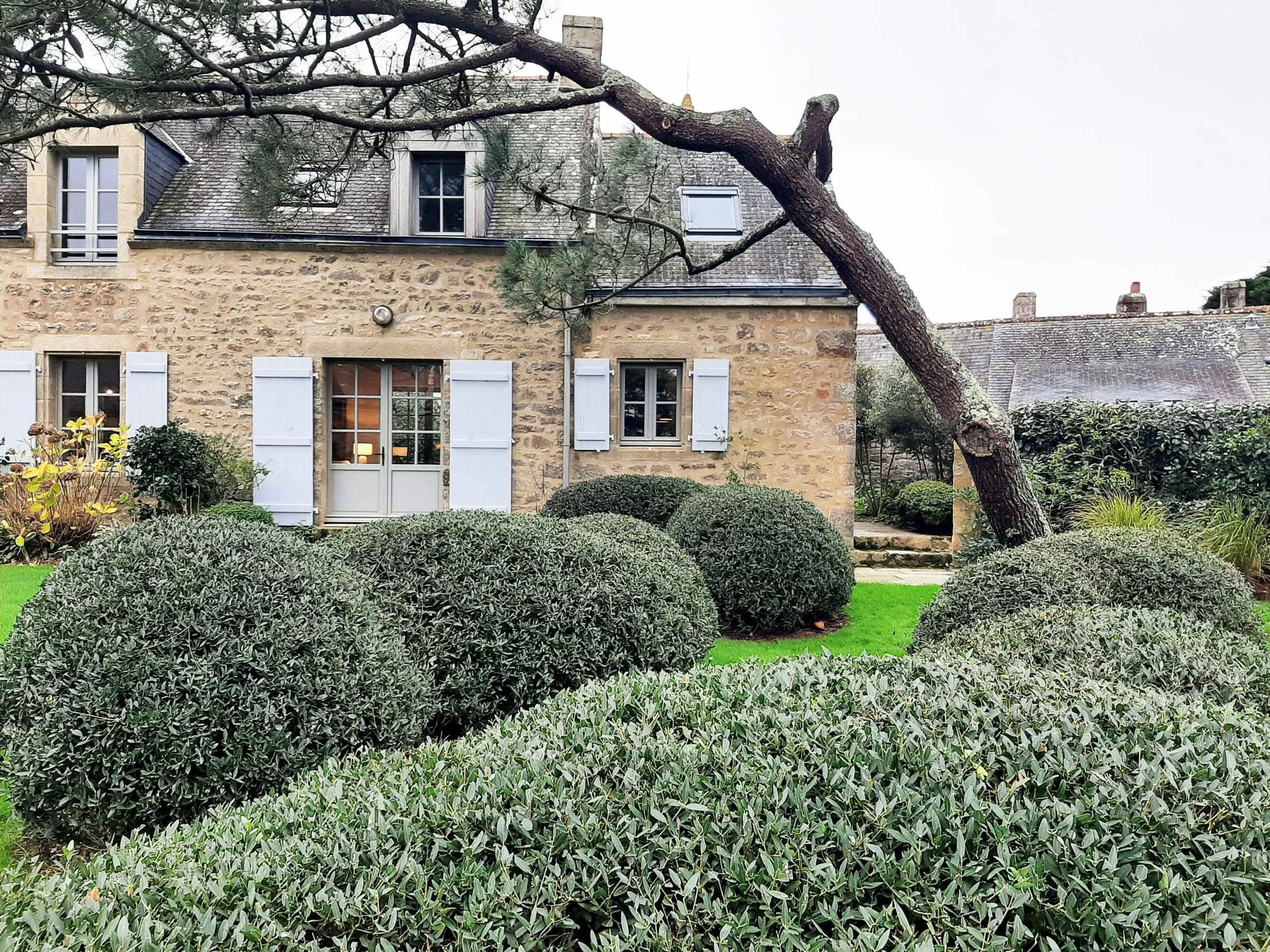 Jardin à Carnac autour d'une maison bretonne en pierre, avec grand pin sculpté par le vent, gazon et massifs aux formes ondulantes.