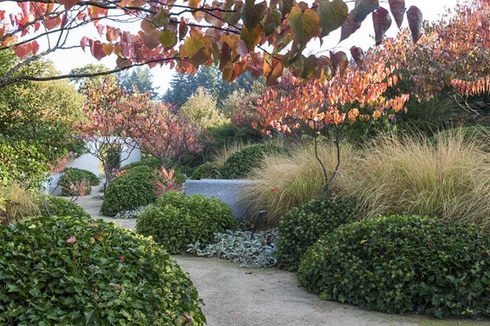 Aménagement paysager contemporain avec massifs d'arbustes persistants taillés en boules, graminées décoratives et arbres aux couleurs d'automne entourant une allée de jardin.