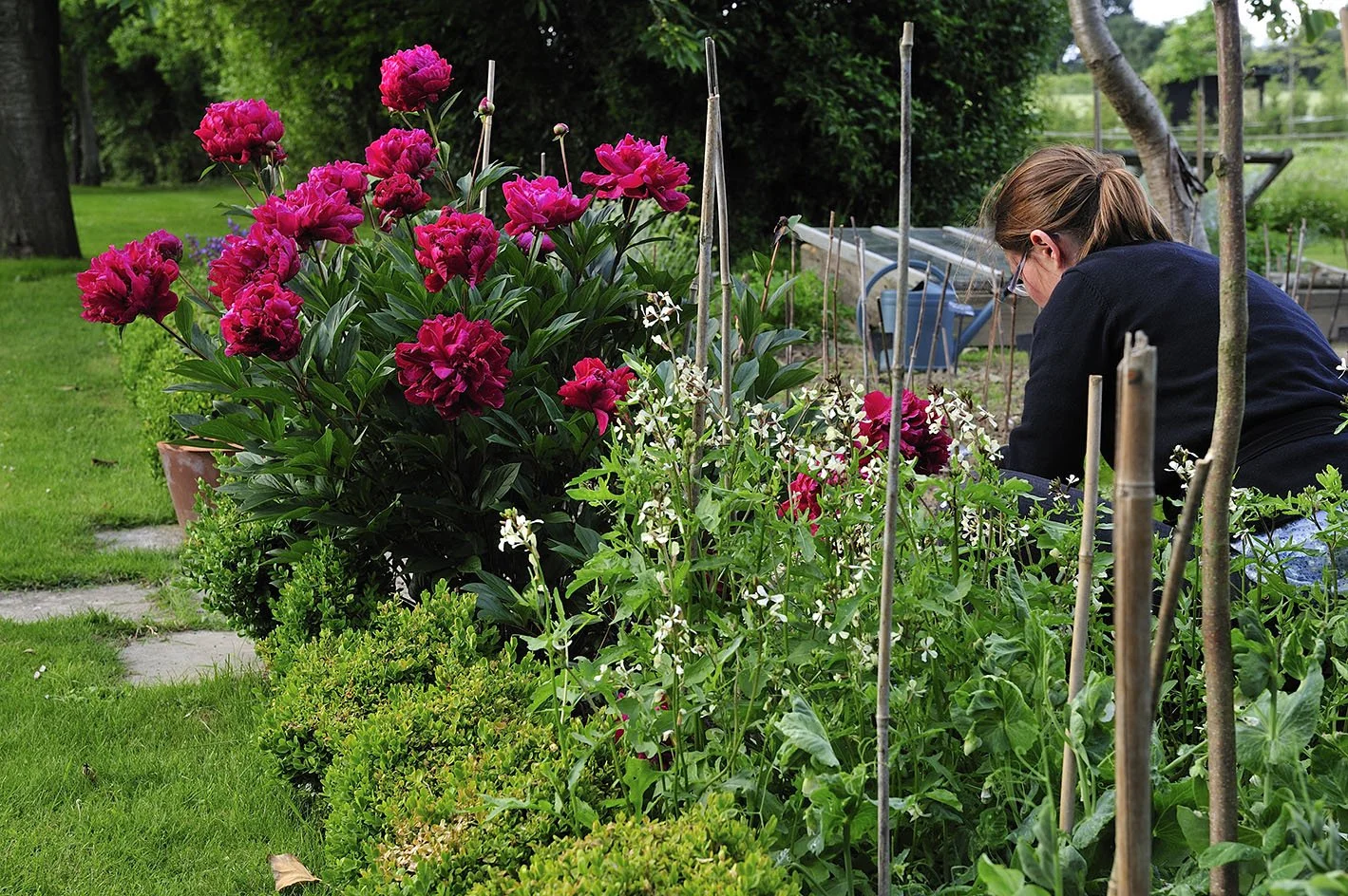 Architecte-paysagiste au potager au Jardin Callarec (22) : pivoine et roquette.