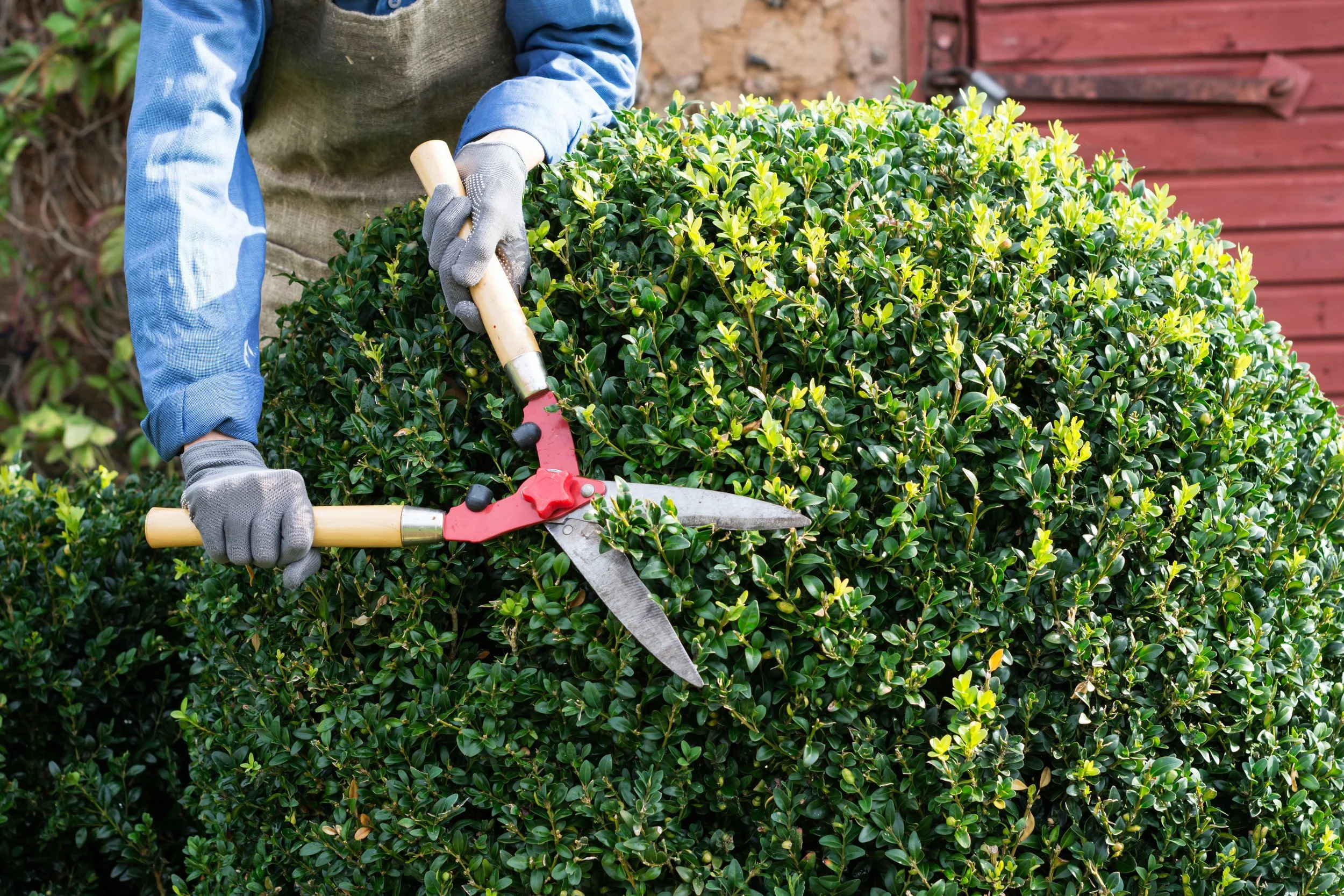 hedges being trimmed in yard landscape