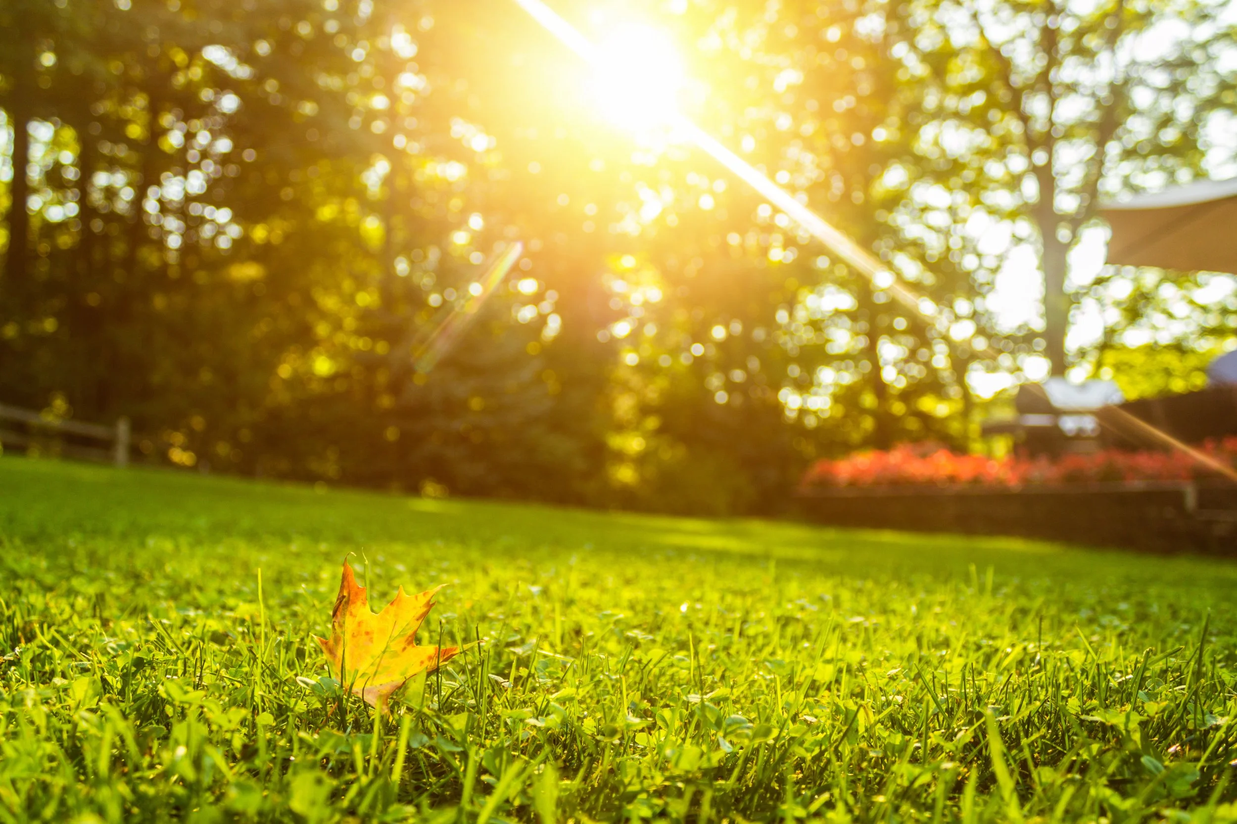 When to Start Preparing Your Lawn for Fall