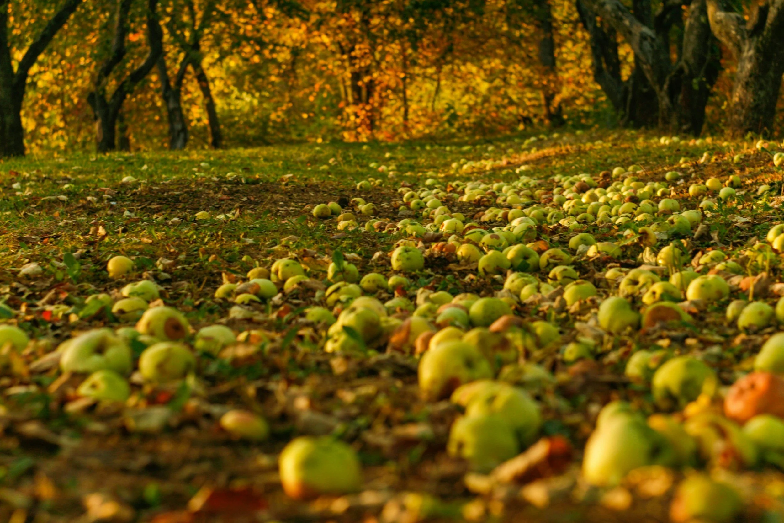 Farm to Fork: Welcome the Seasonal Shift with September’s Harvest
