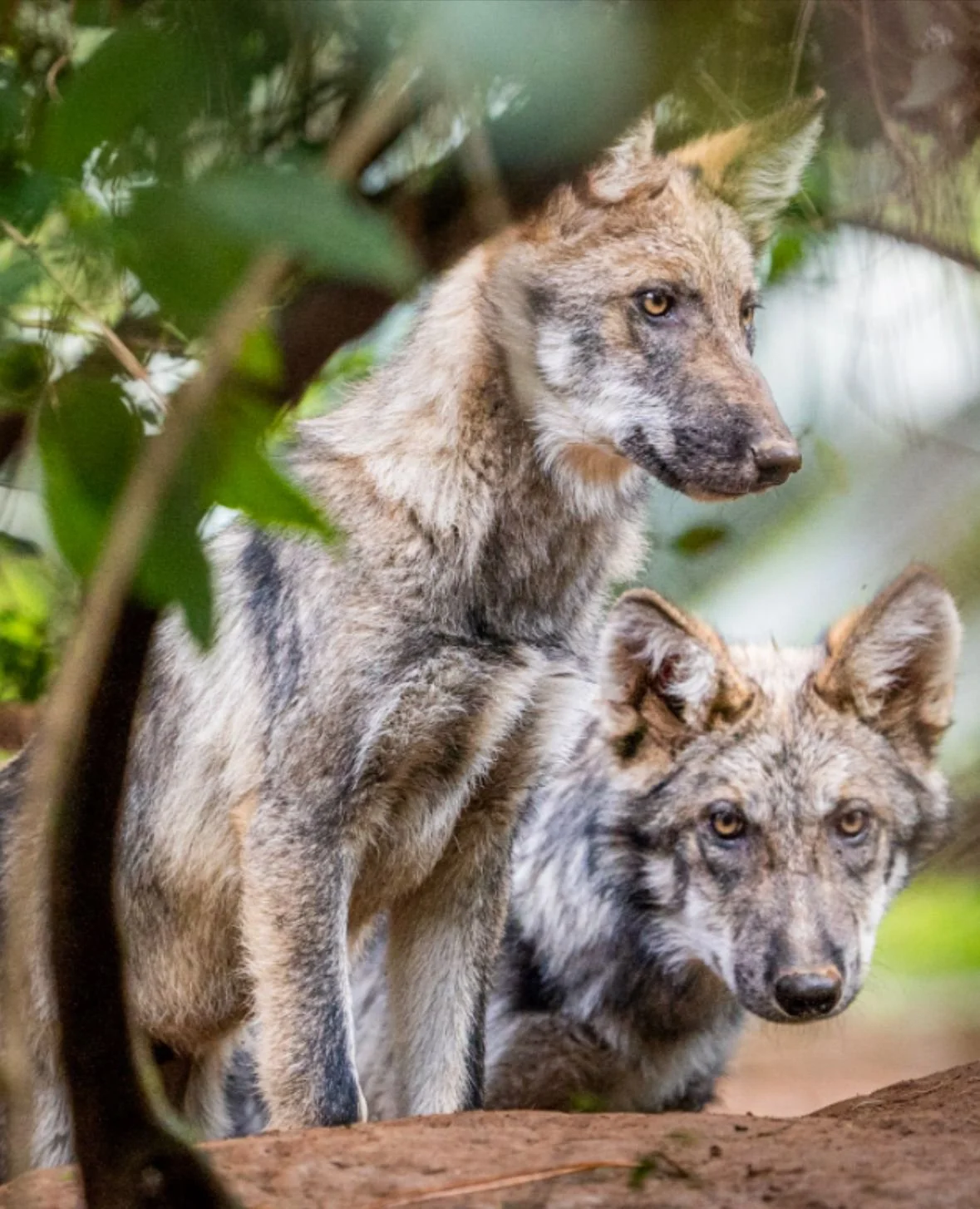 WhatsApp Image 2024-10-10 at 08.38.05 (3).jpeg