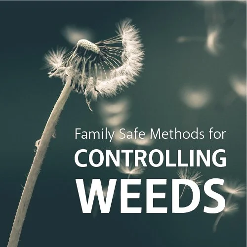 weedscover-01.jpg