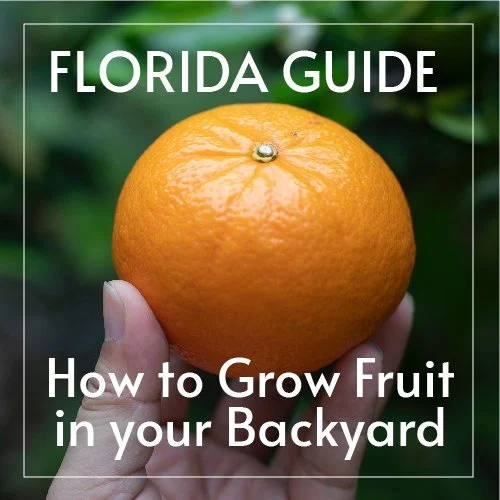 fruitcover-01.jpg