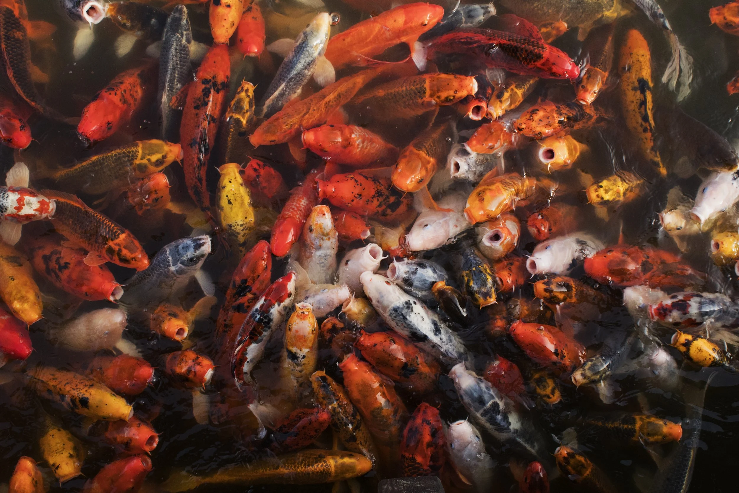 Fish_2.jpg