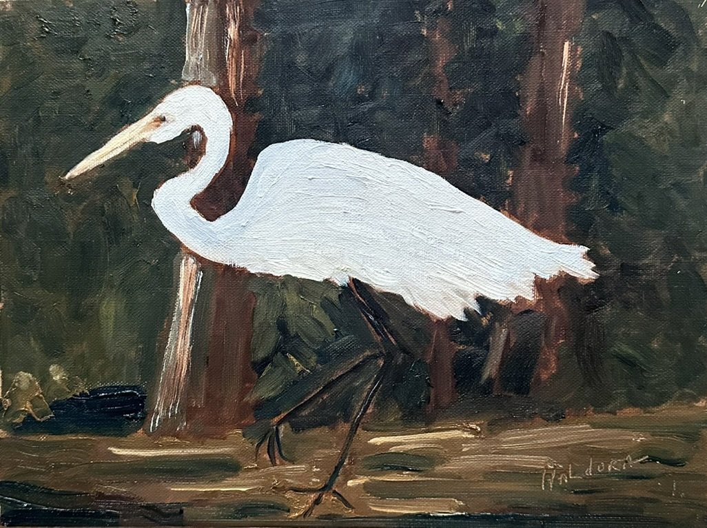 Egret   Oil  11'x 14"  