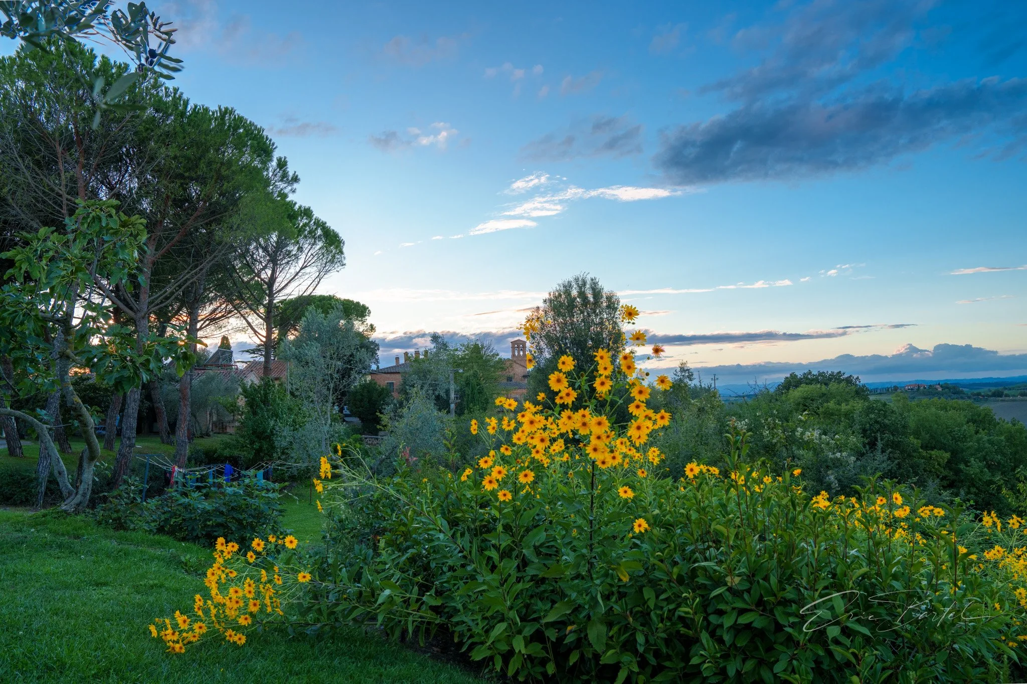 DaisySunset.jpg
