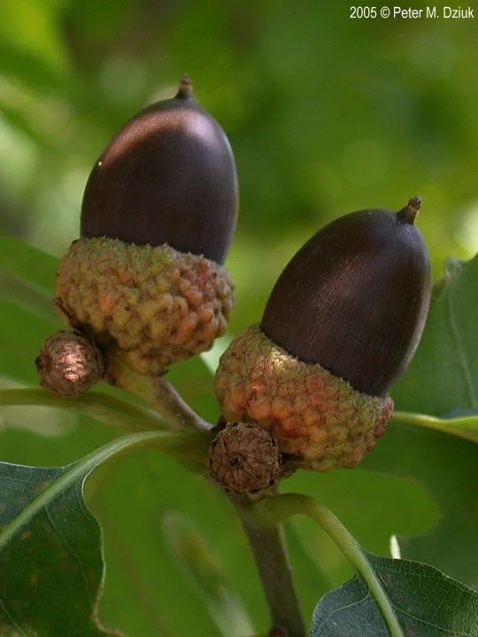 White Oak Acorn.jpg