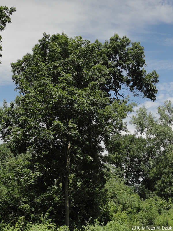 Shagbark Hickory (Carya ovata)