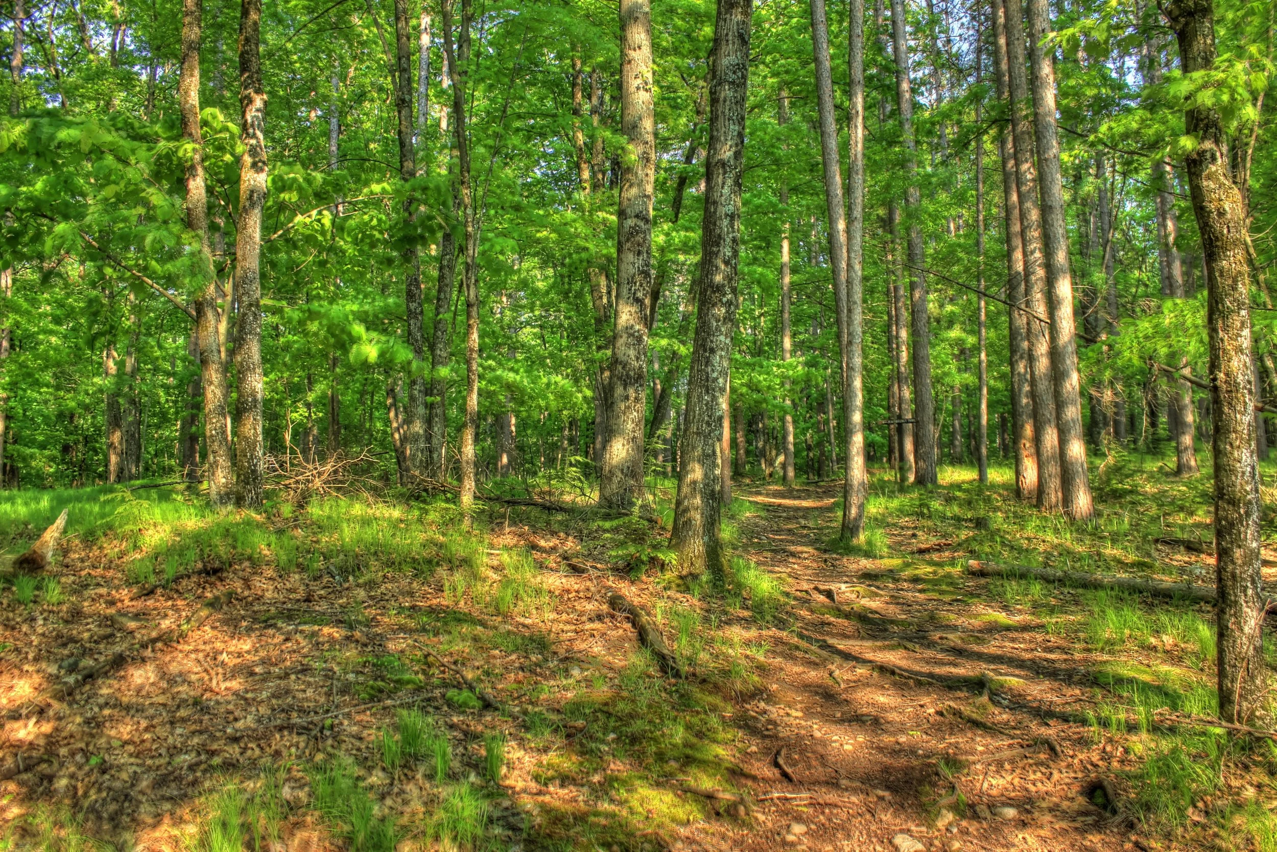 Wildlife Pack - Trees